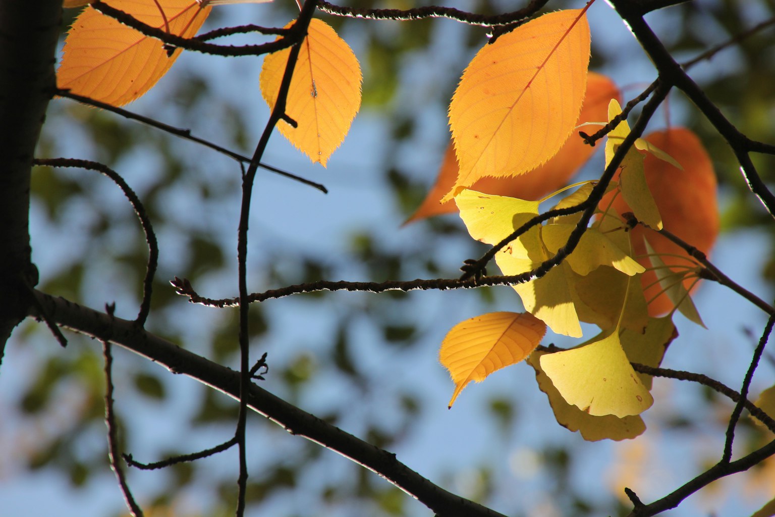 Autumn leaves glowing against a blue sky