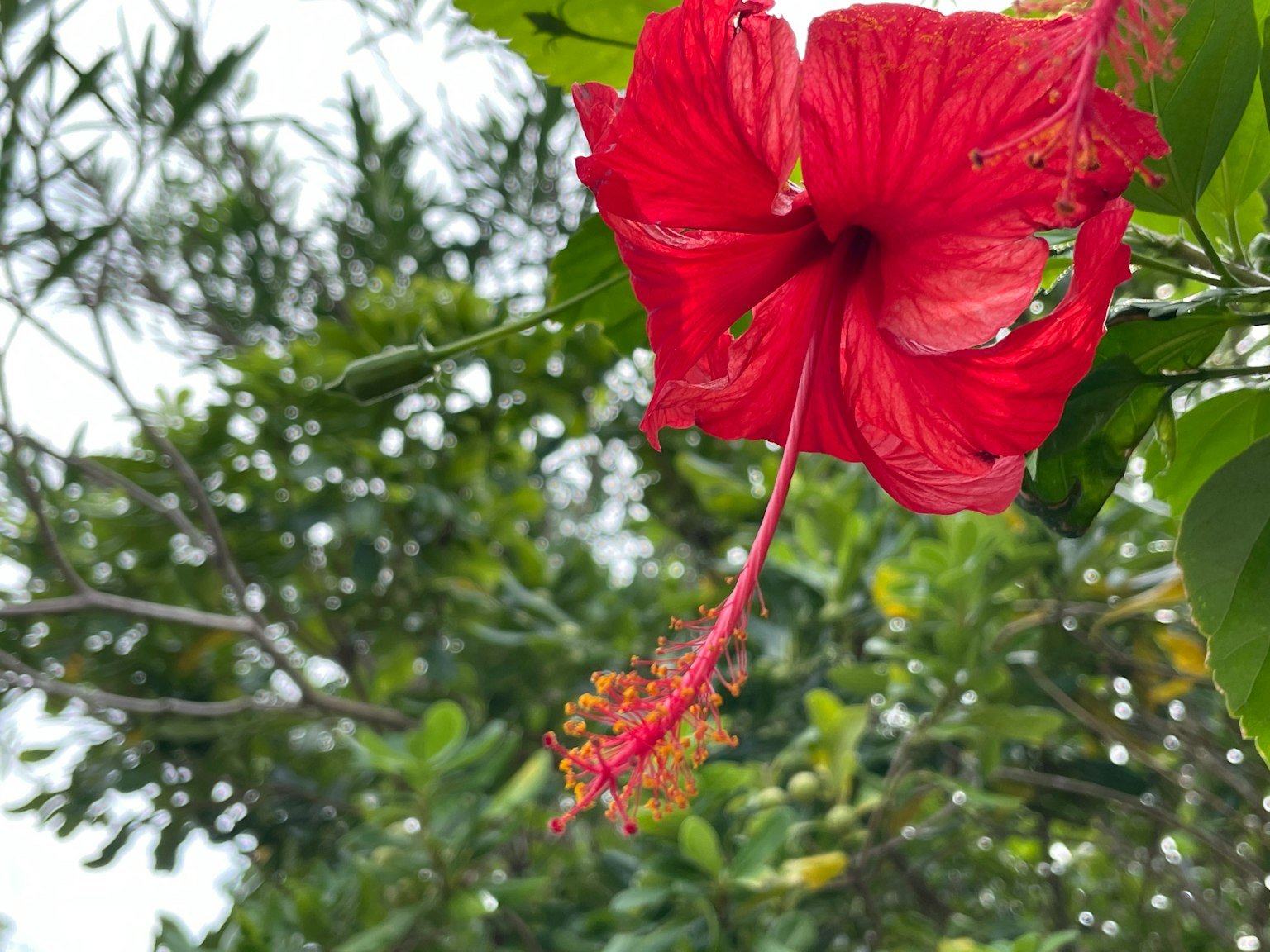 Bunga hibiskus merah cerah dikelilingi daun hijau