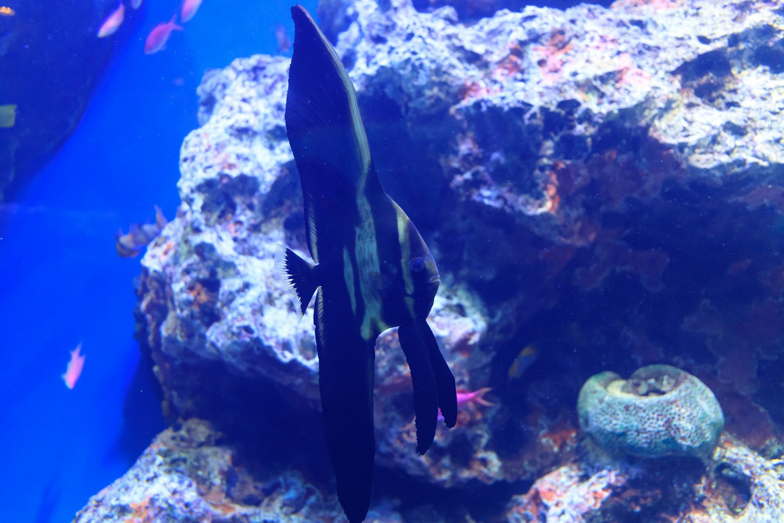 Pesce nero che nuota su uno sfondo blu di acquario con rocce