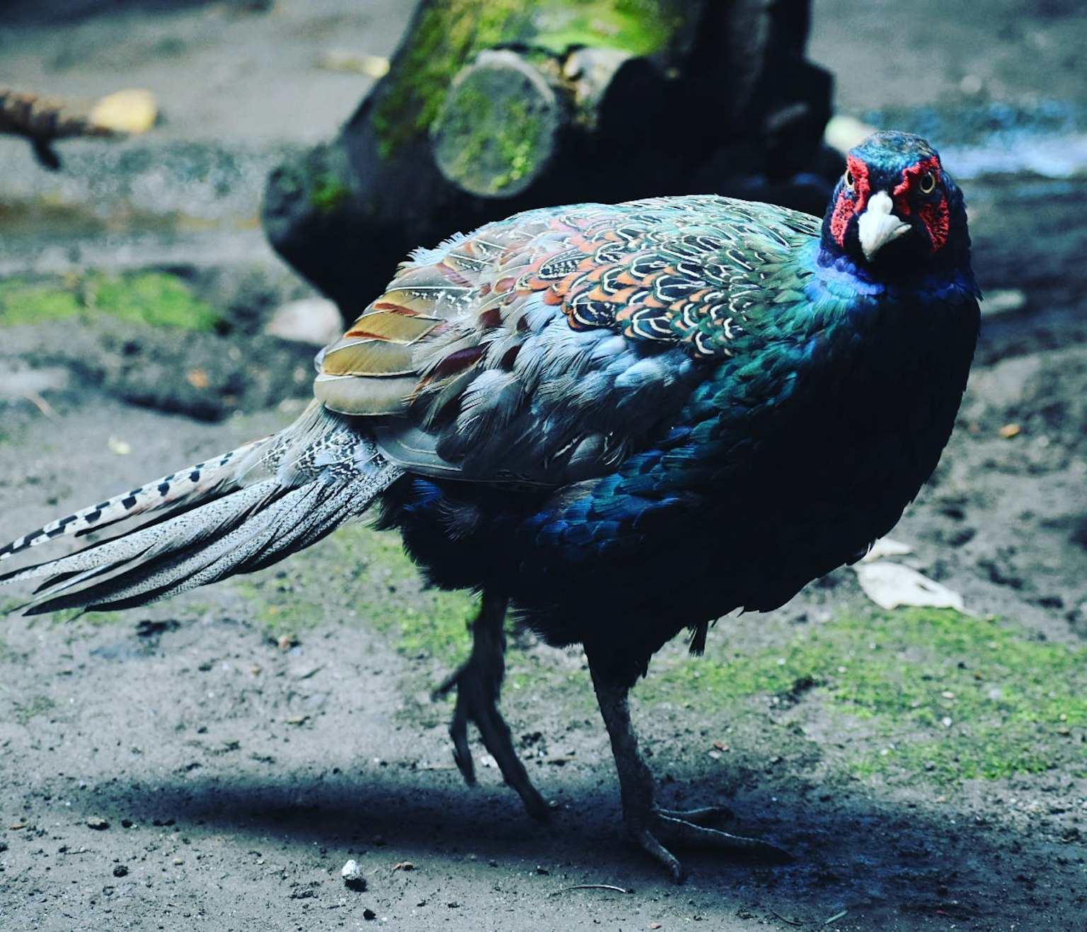 Ein Vogel mit schönen Federn, der über den Boden läuft