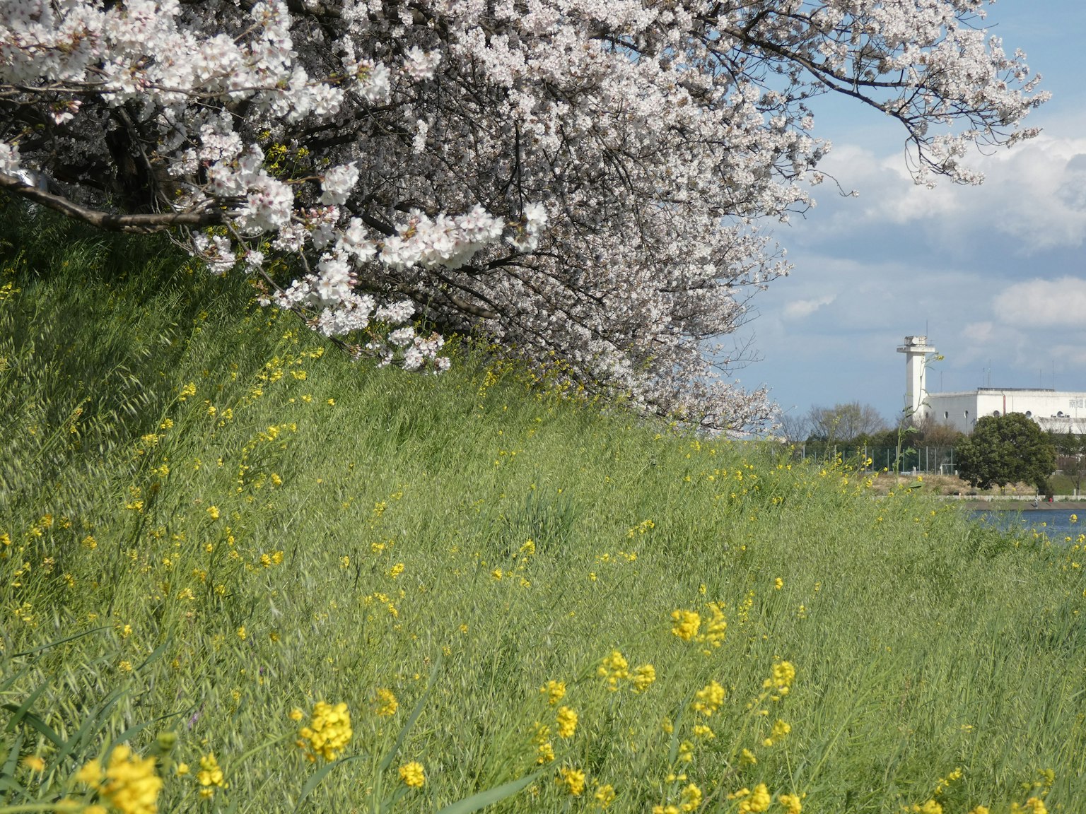 Landscape featuring cherry blossom trees and yellow flowers in green grass