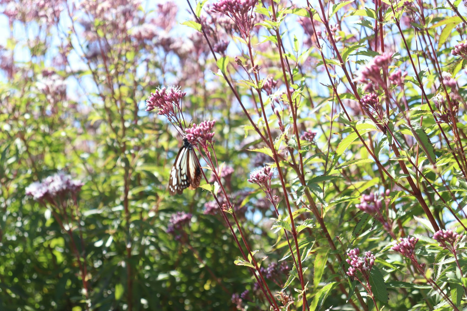 Ein Schmetterling zwischen lebhaften Blumen und grünem Laub
