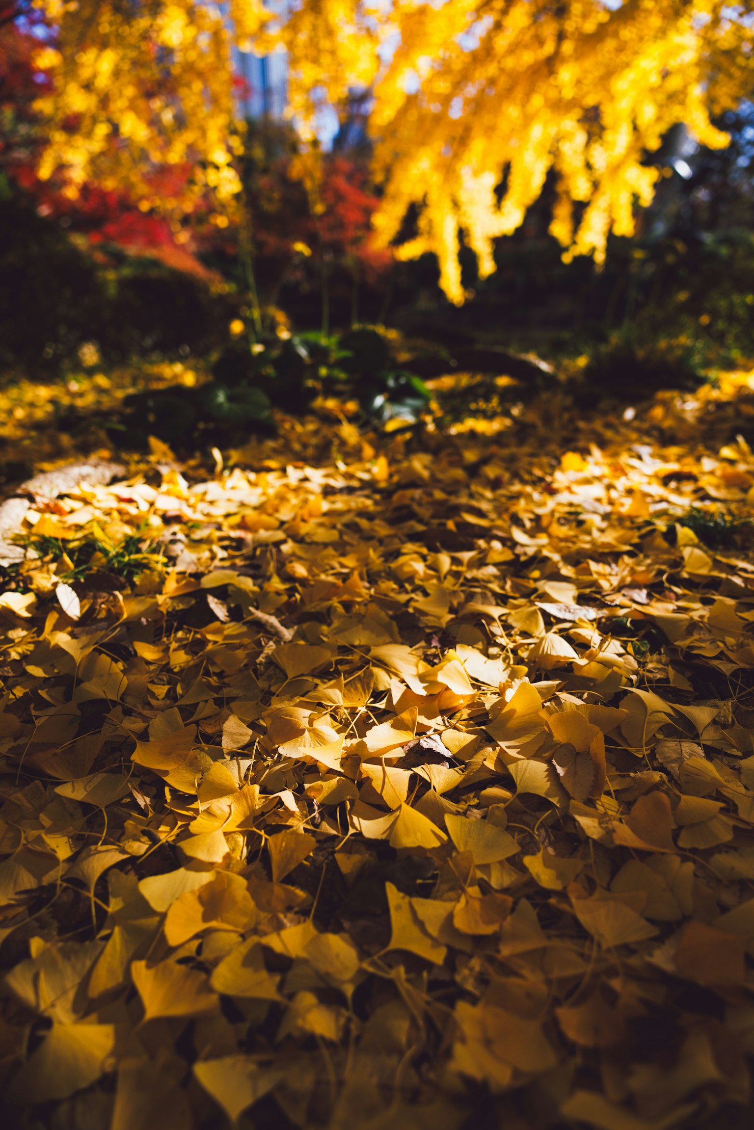 A landscape with scattered yellow autumn leaves on the ground