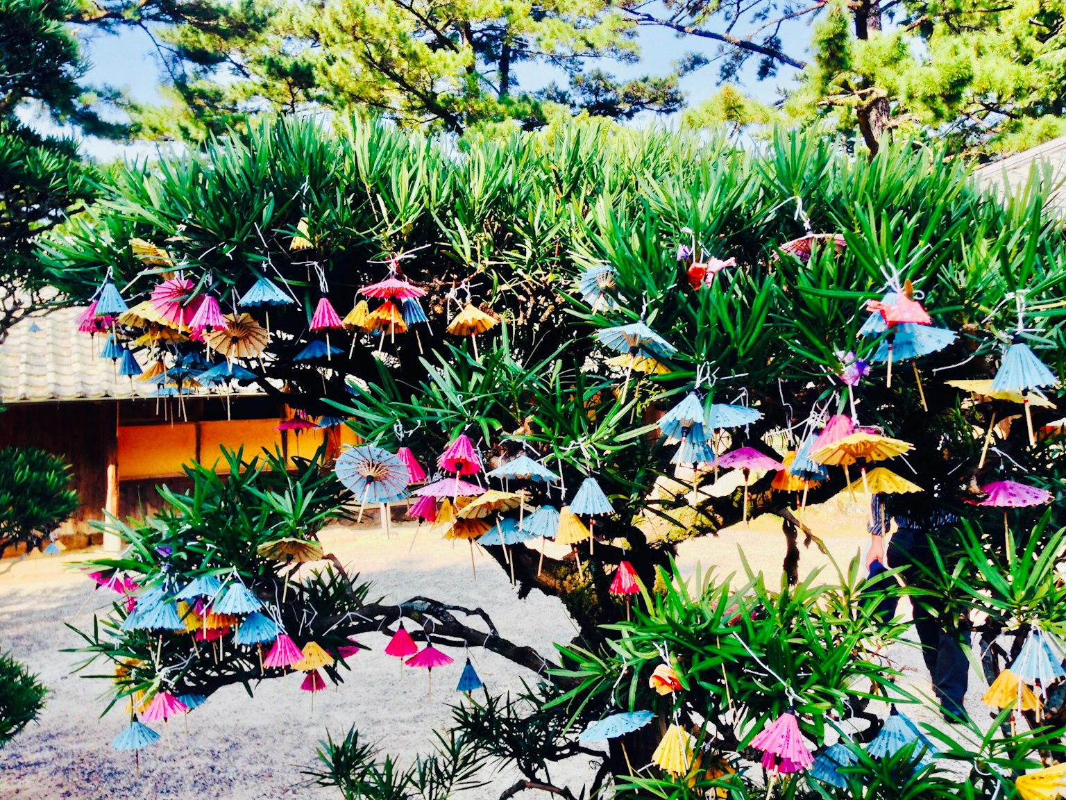 다채로운 종이학으로 장식된 소나무
