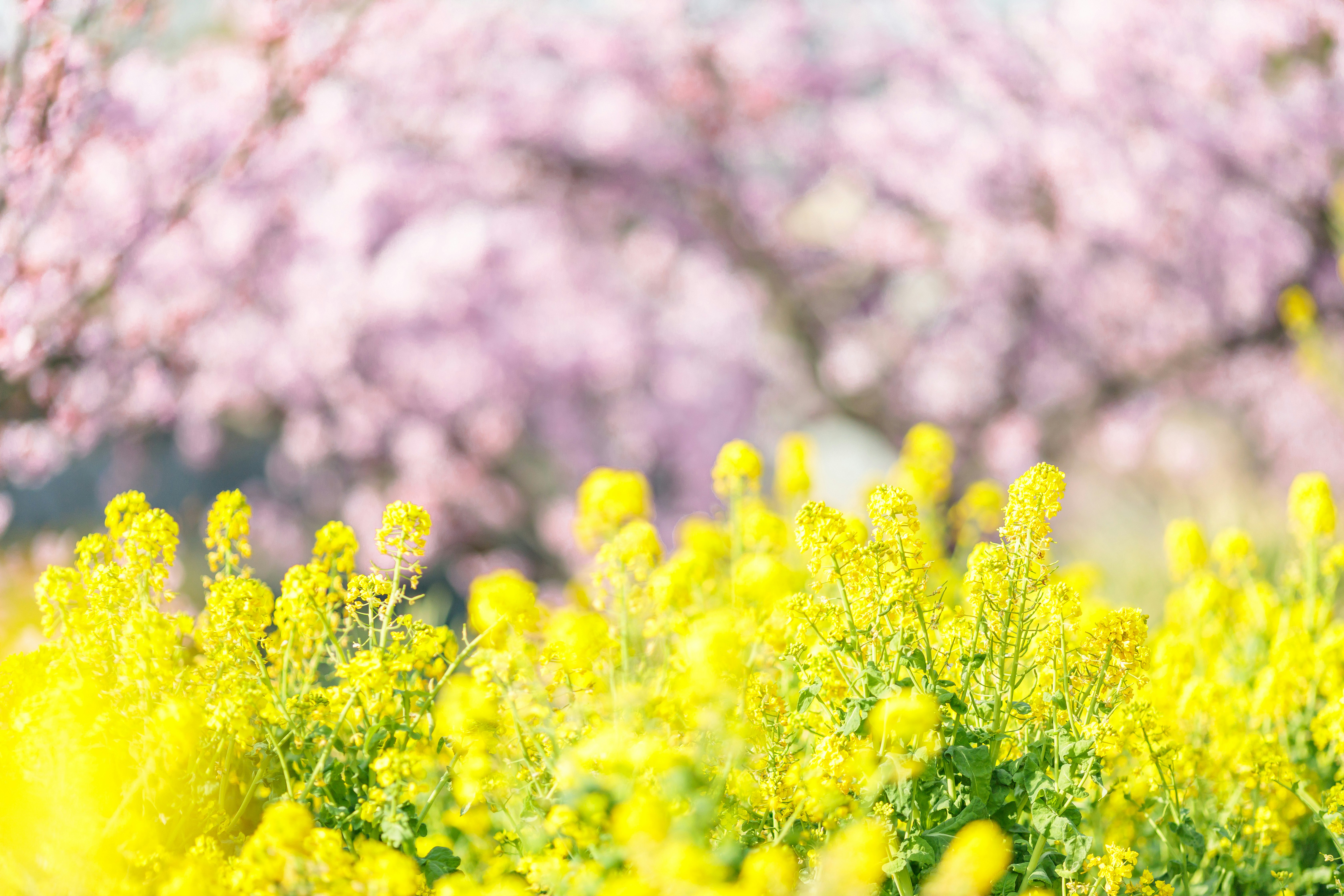 菜の花畑と桜の花が咲く春の風景