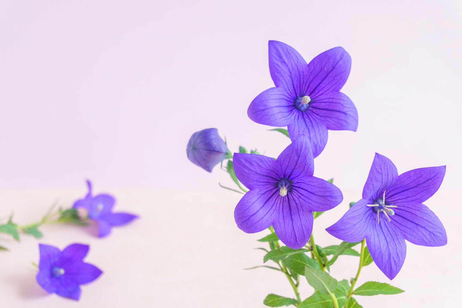 Imagen de flores moradas vibrantes contra un fondo suave