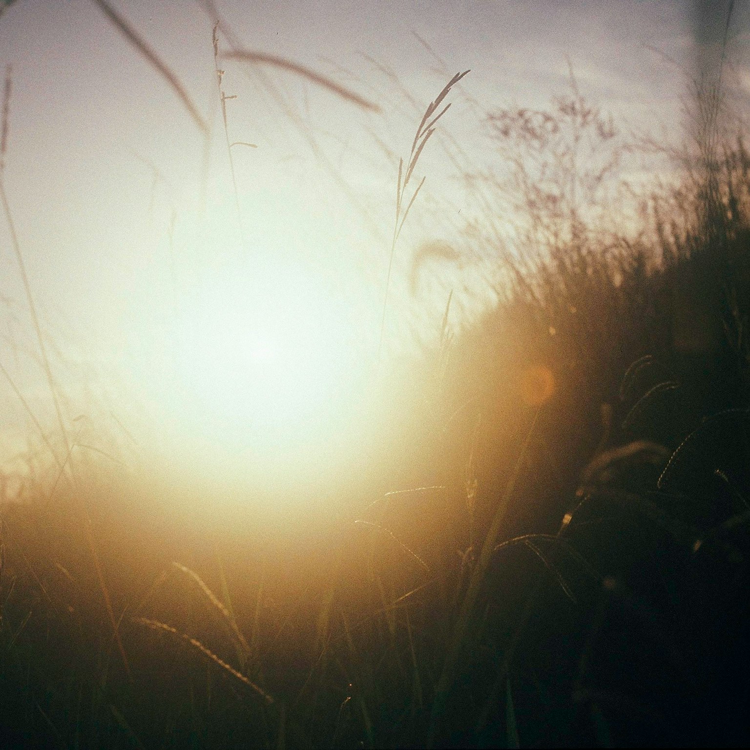 Serene sunset visible through the grass