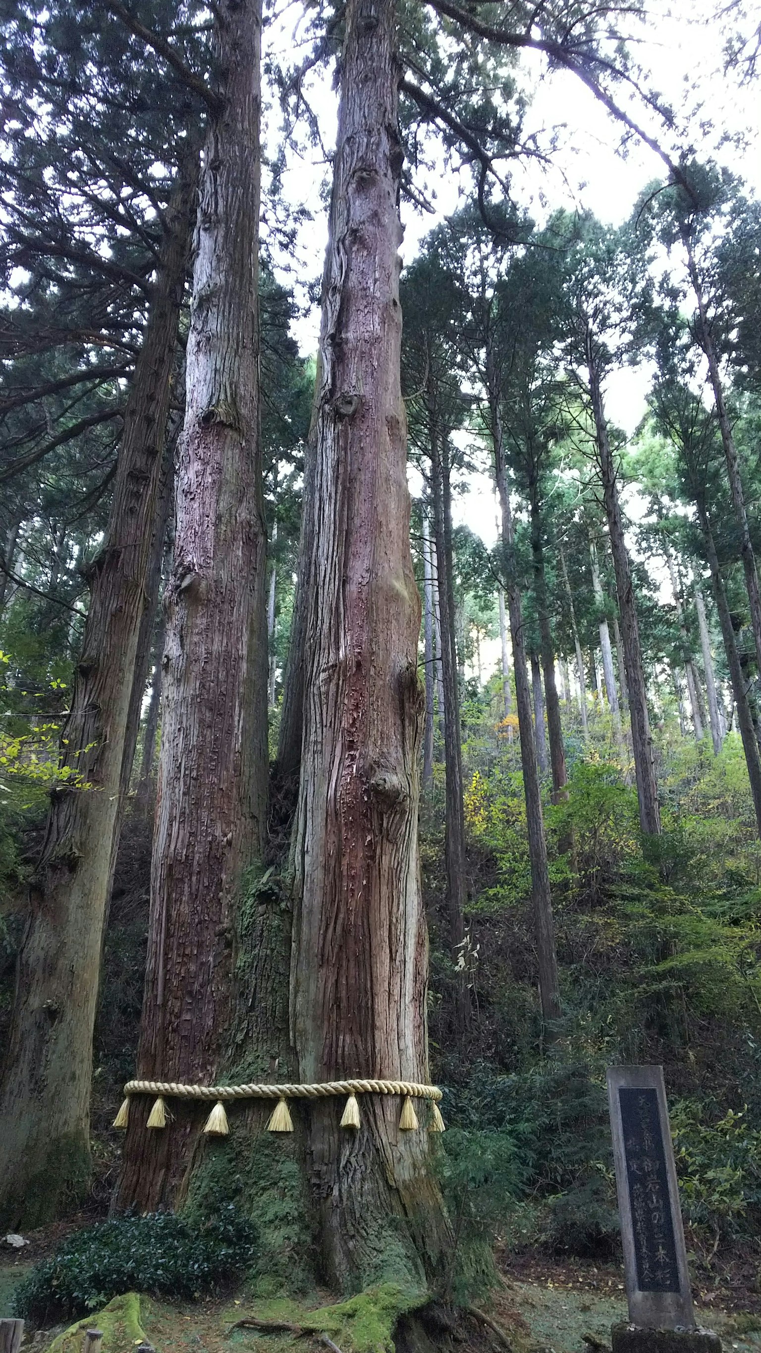 Due grandi alberi affiancati con campane appese in un'area sacra