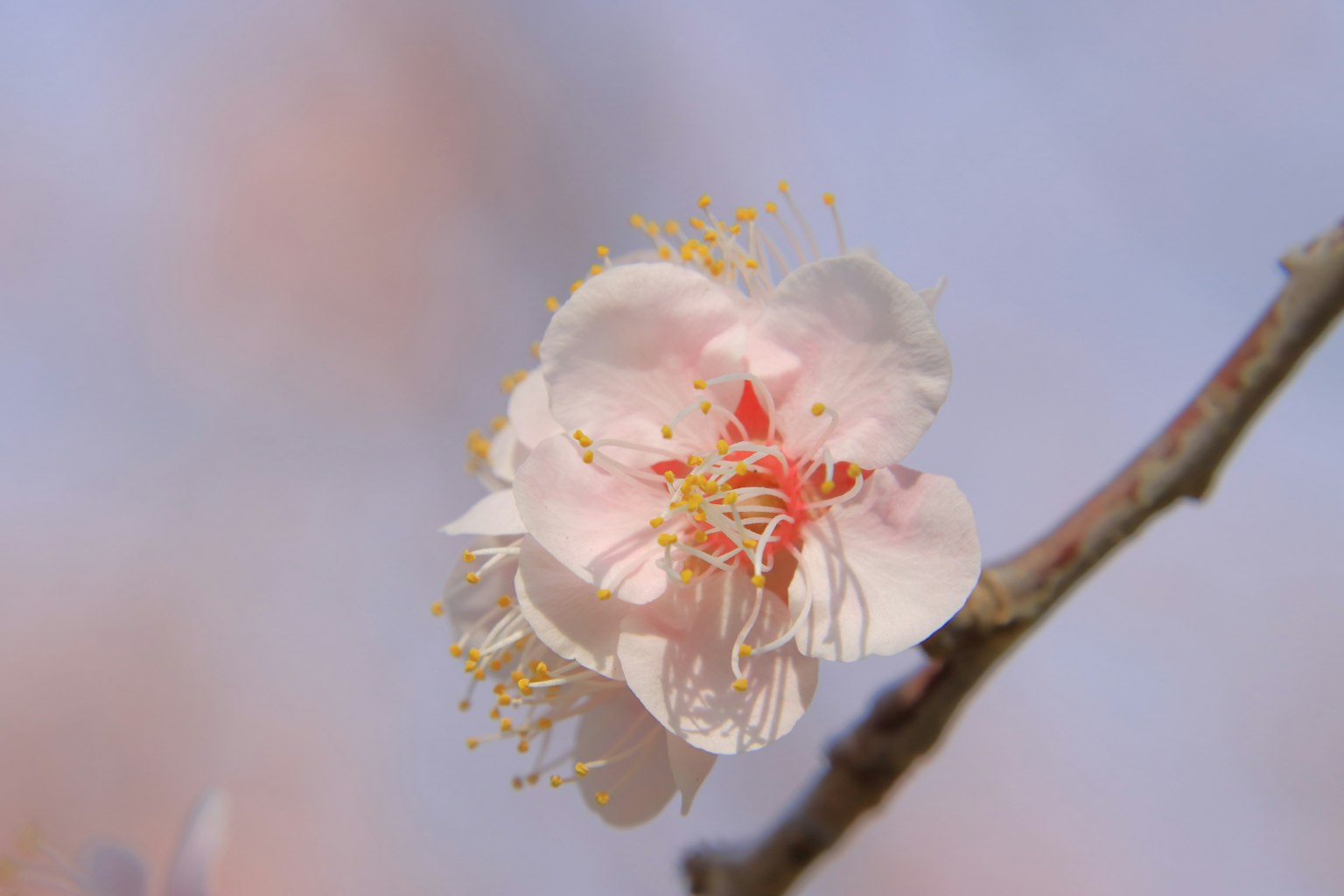 Eine blassrosa Blume blüht an einem Zweig