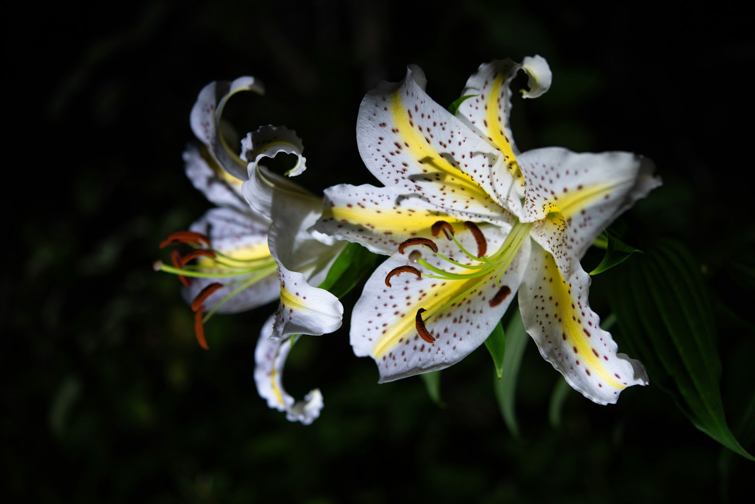 White lilies with yellow accents and spots against a dark background