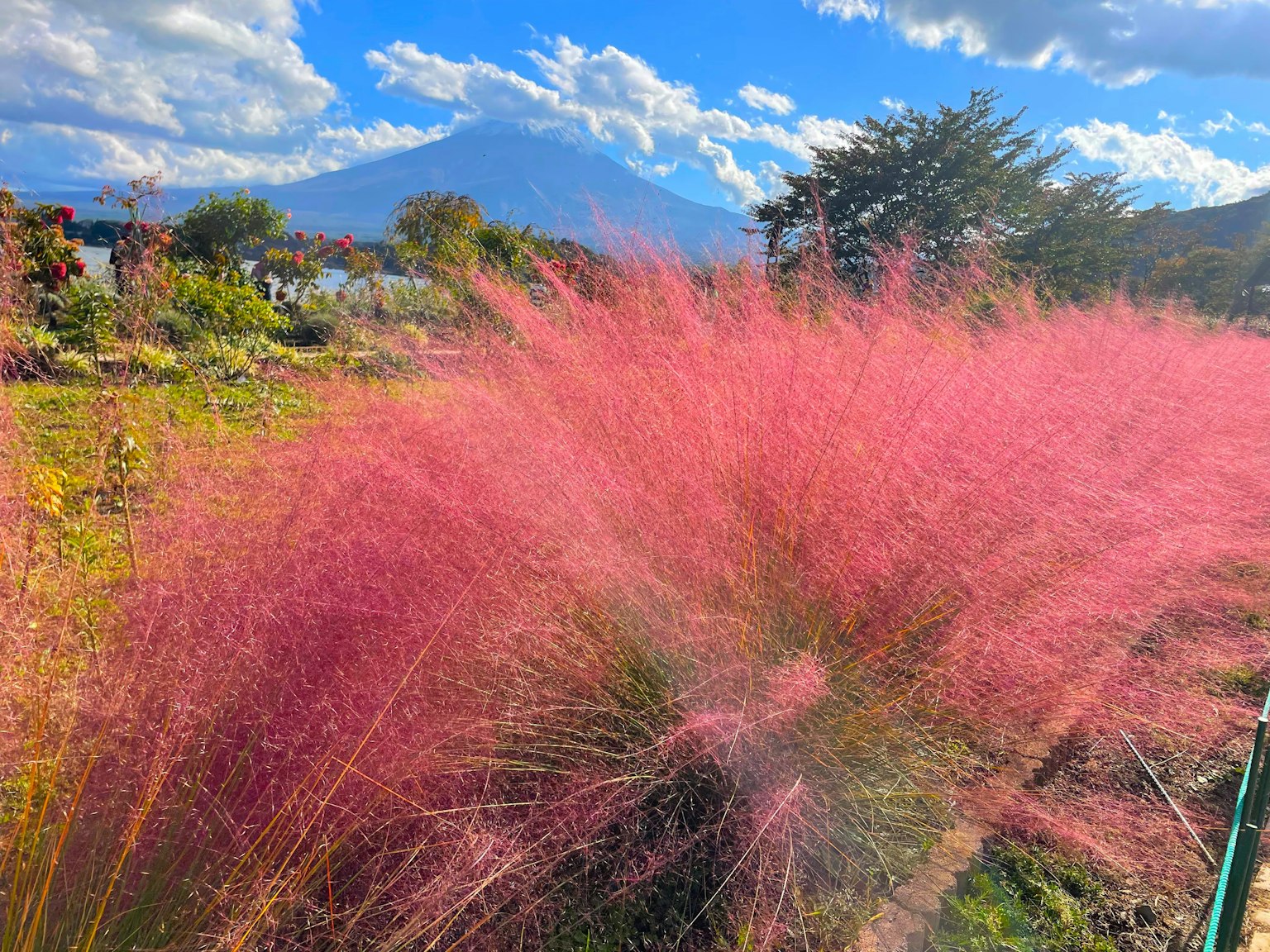 鮮豔的粉紅色草地與美麗的山脈背景及晴朗的藍天