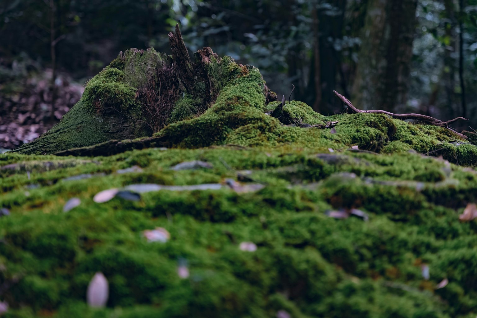 綠色苔蘚覆蓋樹根的景觀