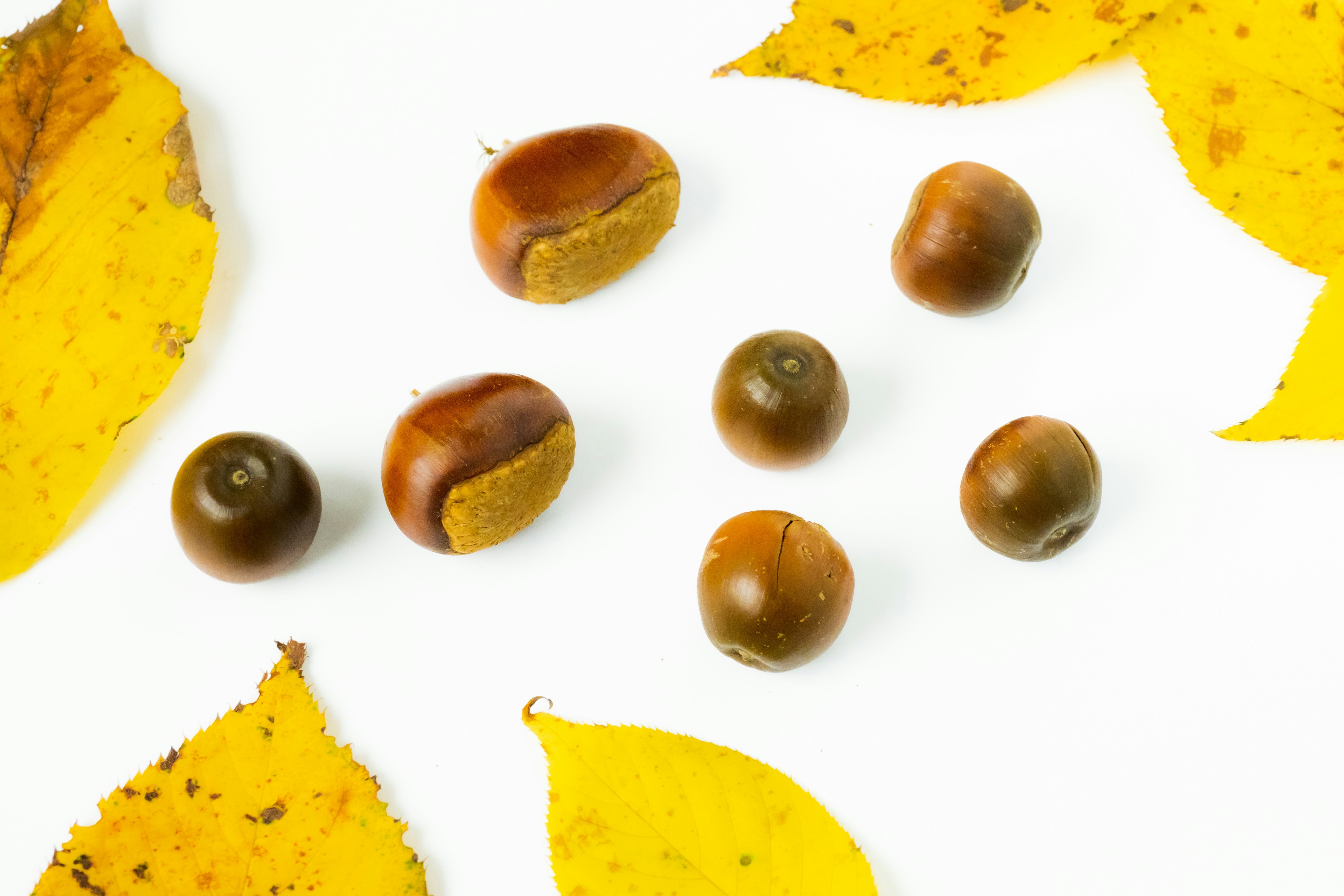 Acorns and yellow fallen leaves scattered on a white background