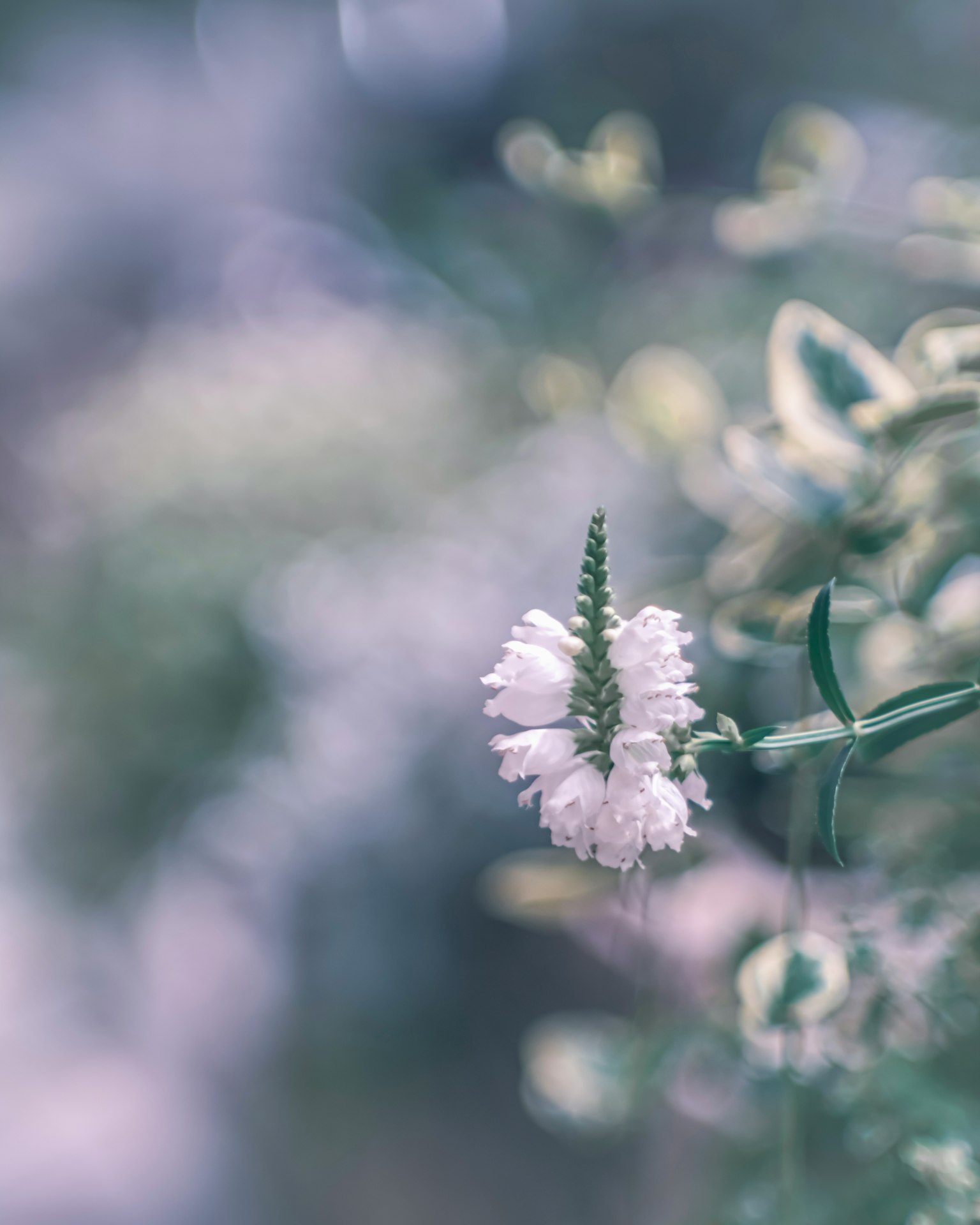 Une fleur aux couleurs douces fleurissant parmi des feuilles vertes avec un arrière-plan flou
