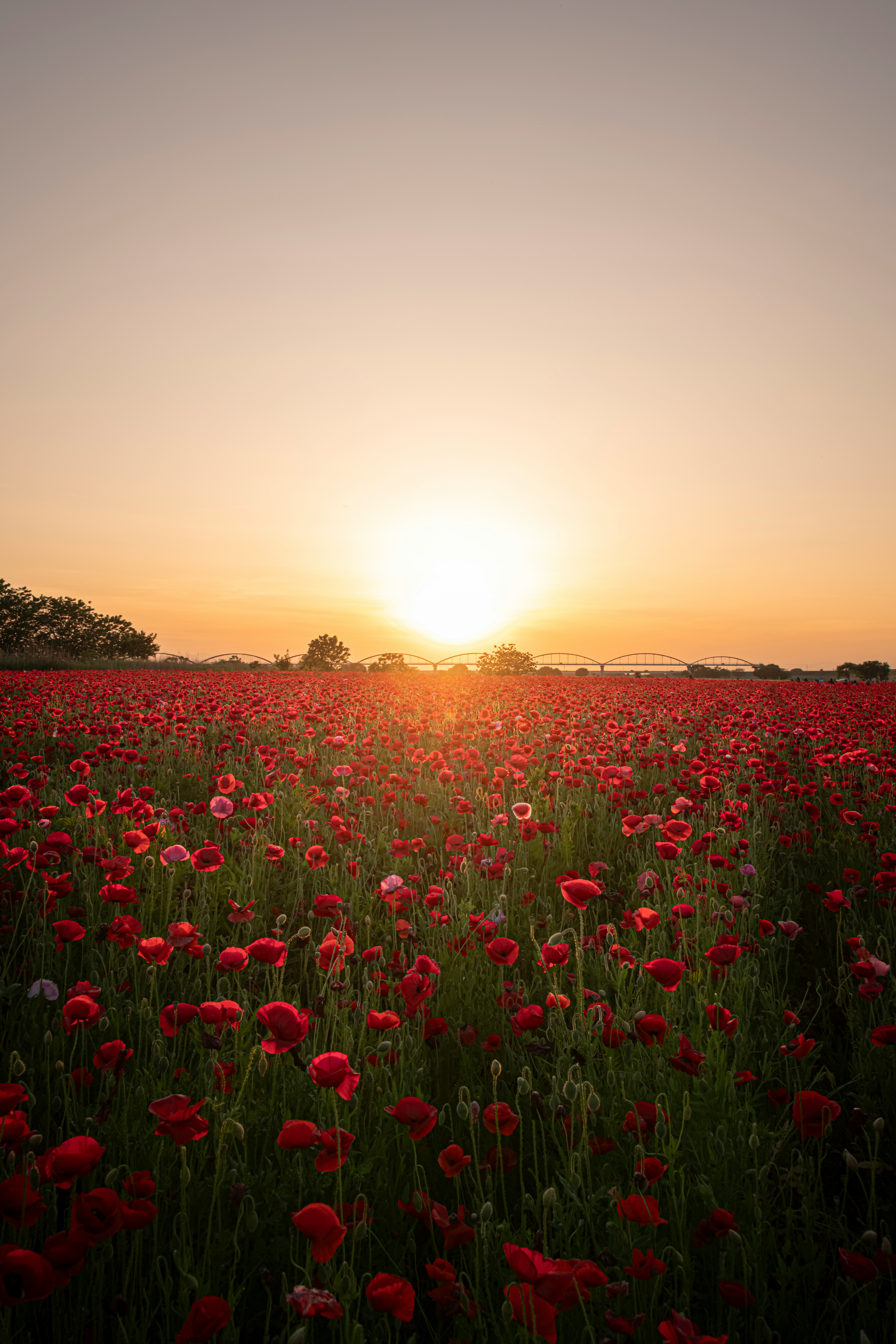 赤い花が咲き誇る広大な野原と夕日