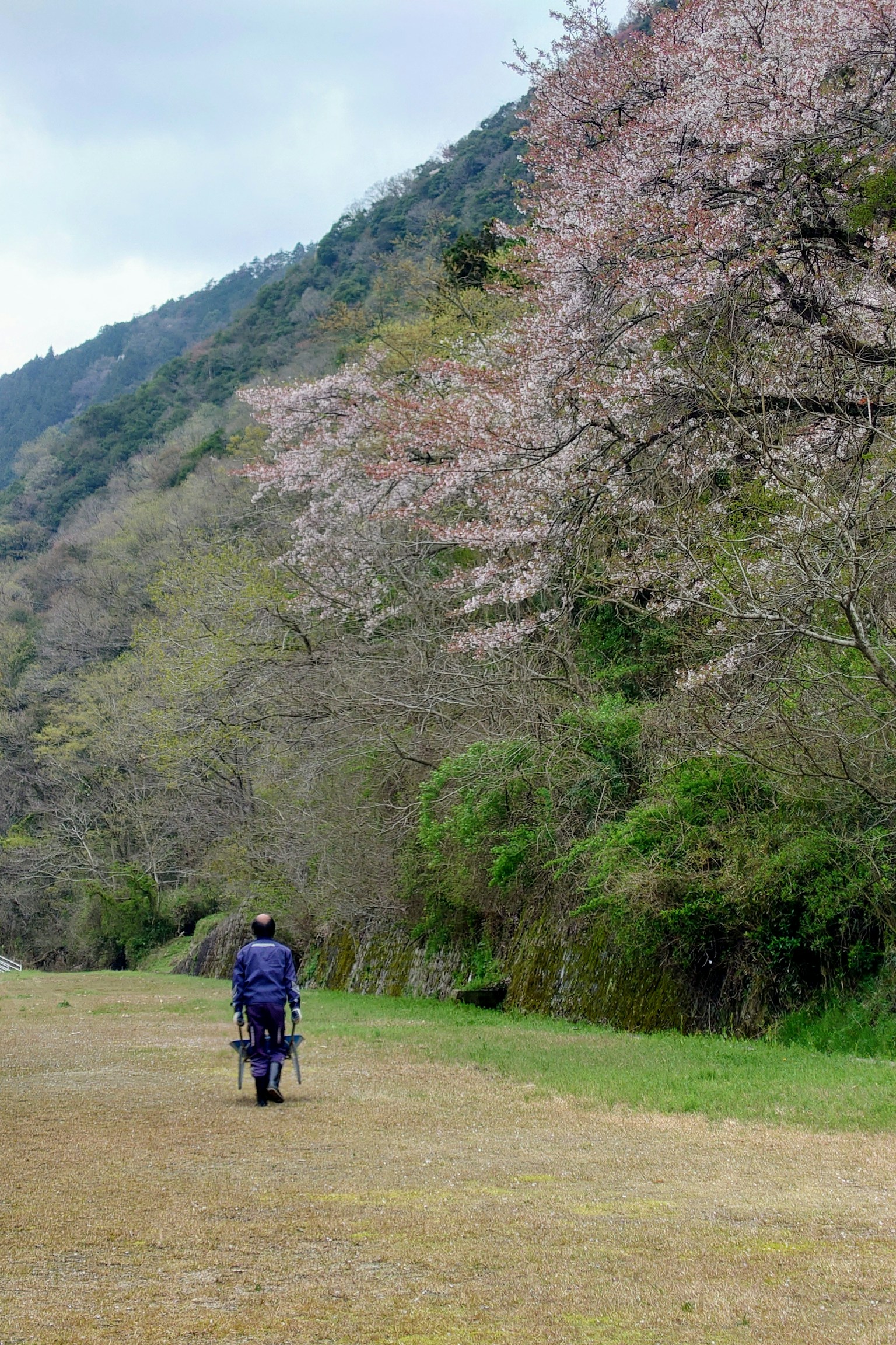 Orang yang berjalan di sepanjang jalan hijau yang dikelilingi oleh pohon sakura