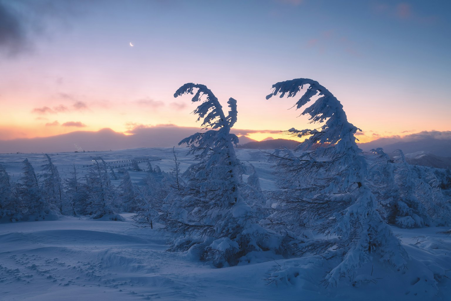 Von Schnee bedeckte Bäume mit einem schönen Sonnenuntergang im Hintergrund