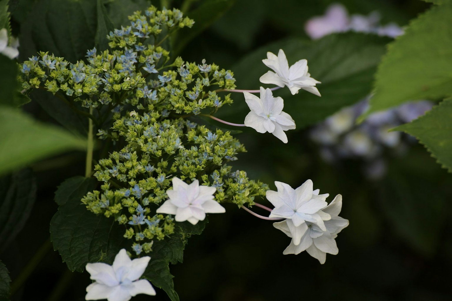 Primo piano di bellissimi fiori bianchi e foglie verdi di ortensia
