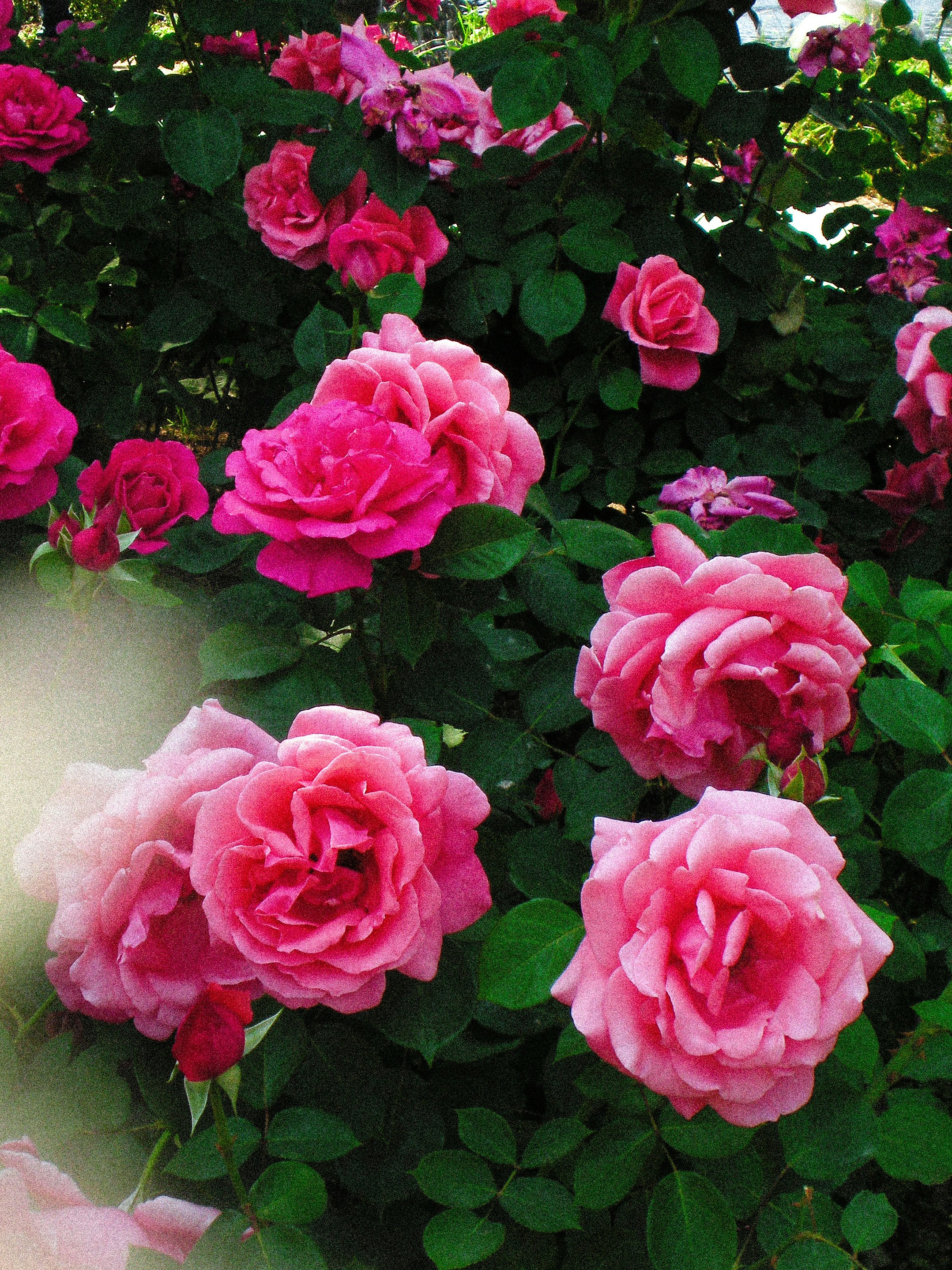 Primo piano di rose rosa in fiore in un’aiuola