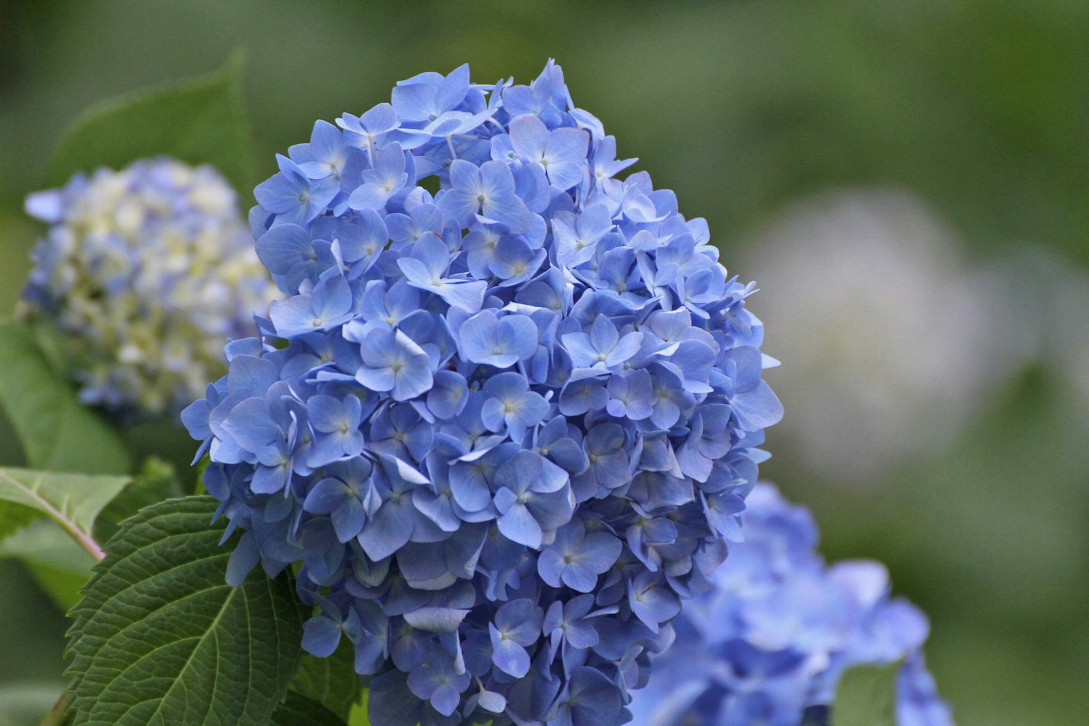 Sebuah bunga hydrangea biru yang indah sedang mekar