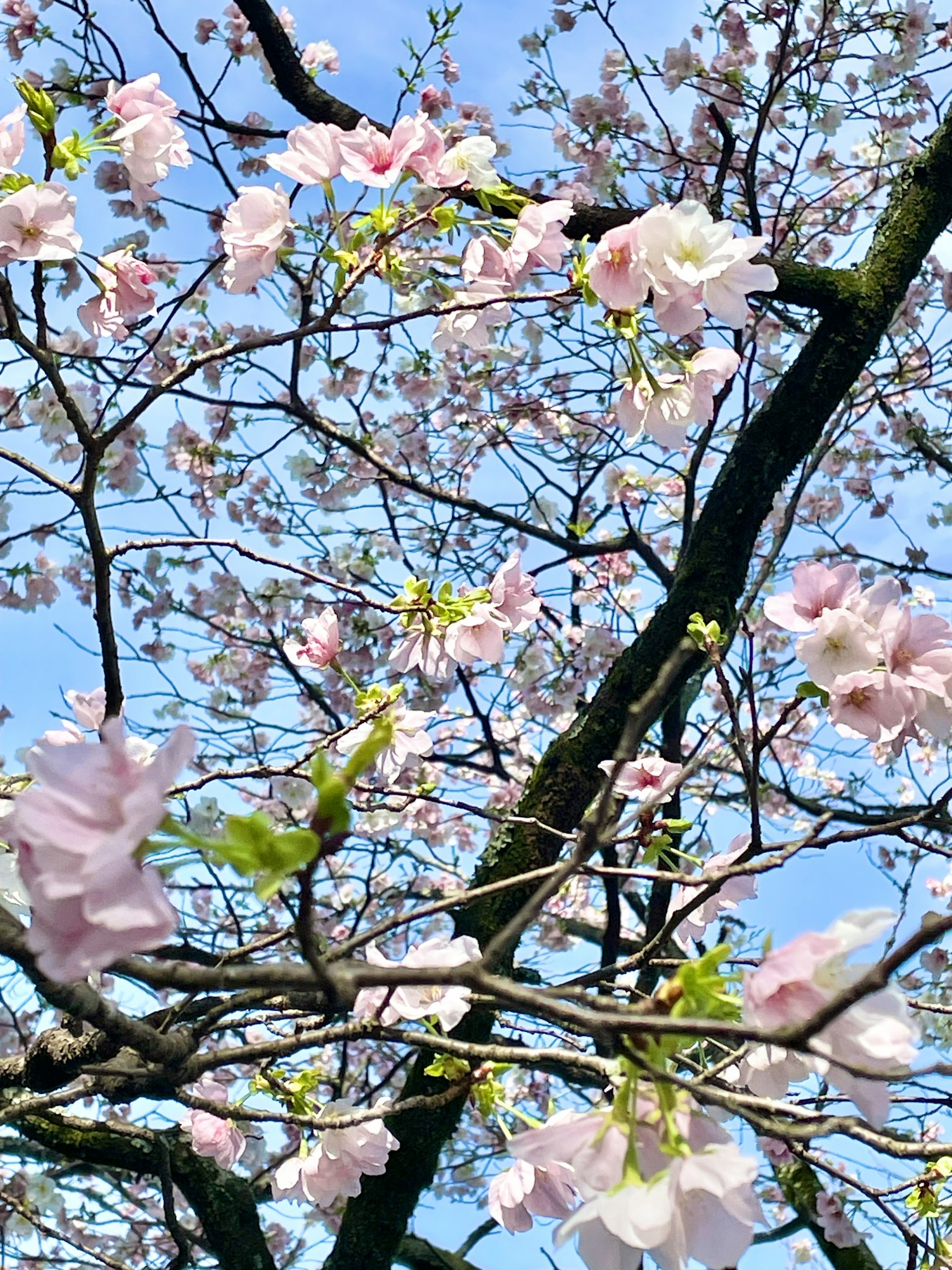 Cherry blossom branches with pink flowers against a blue sky