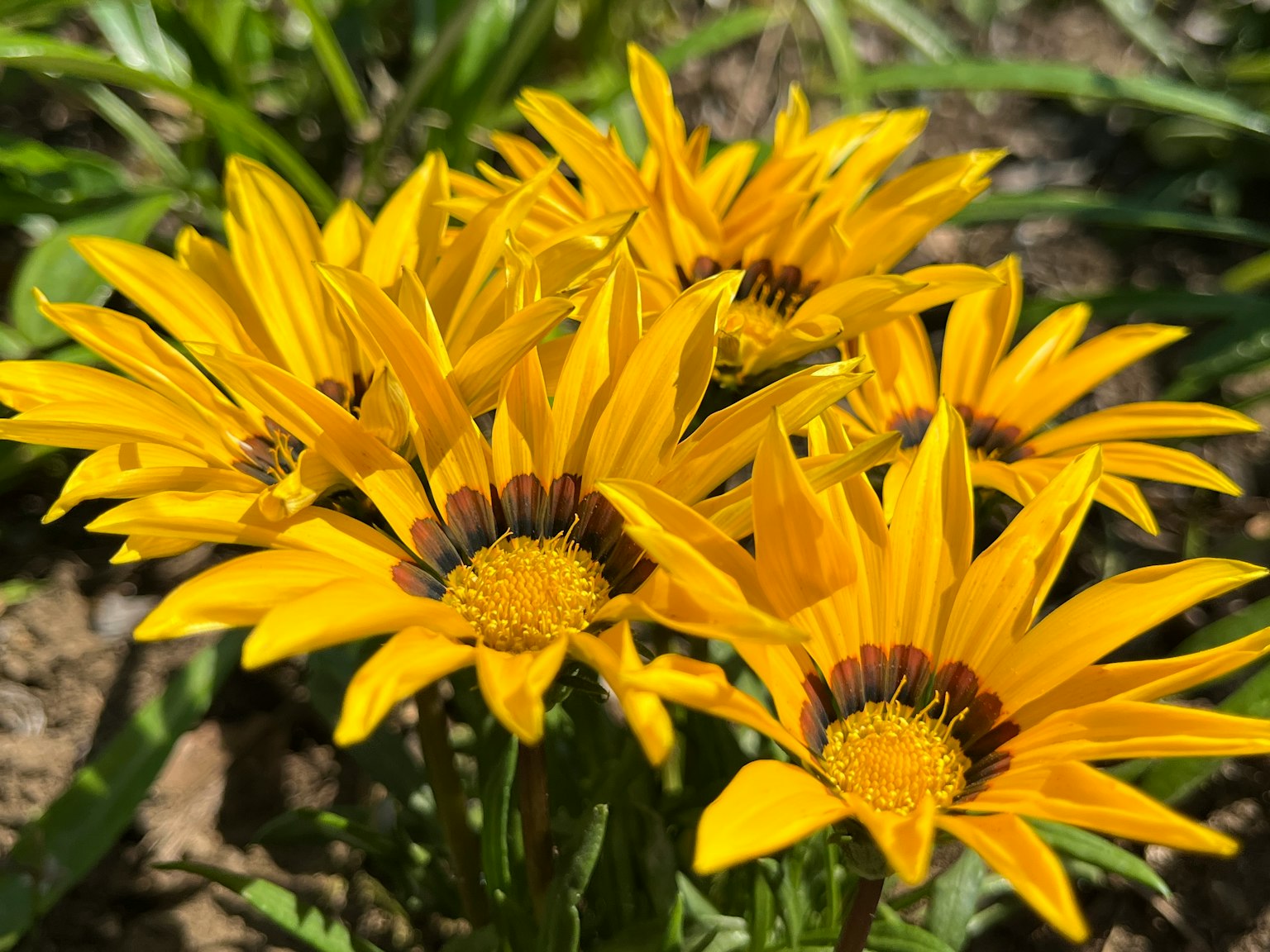 Fiori gialli vivaci raggruppati in fiore