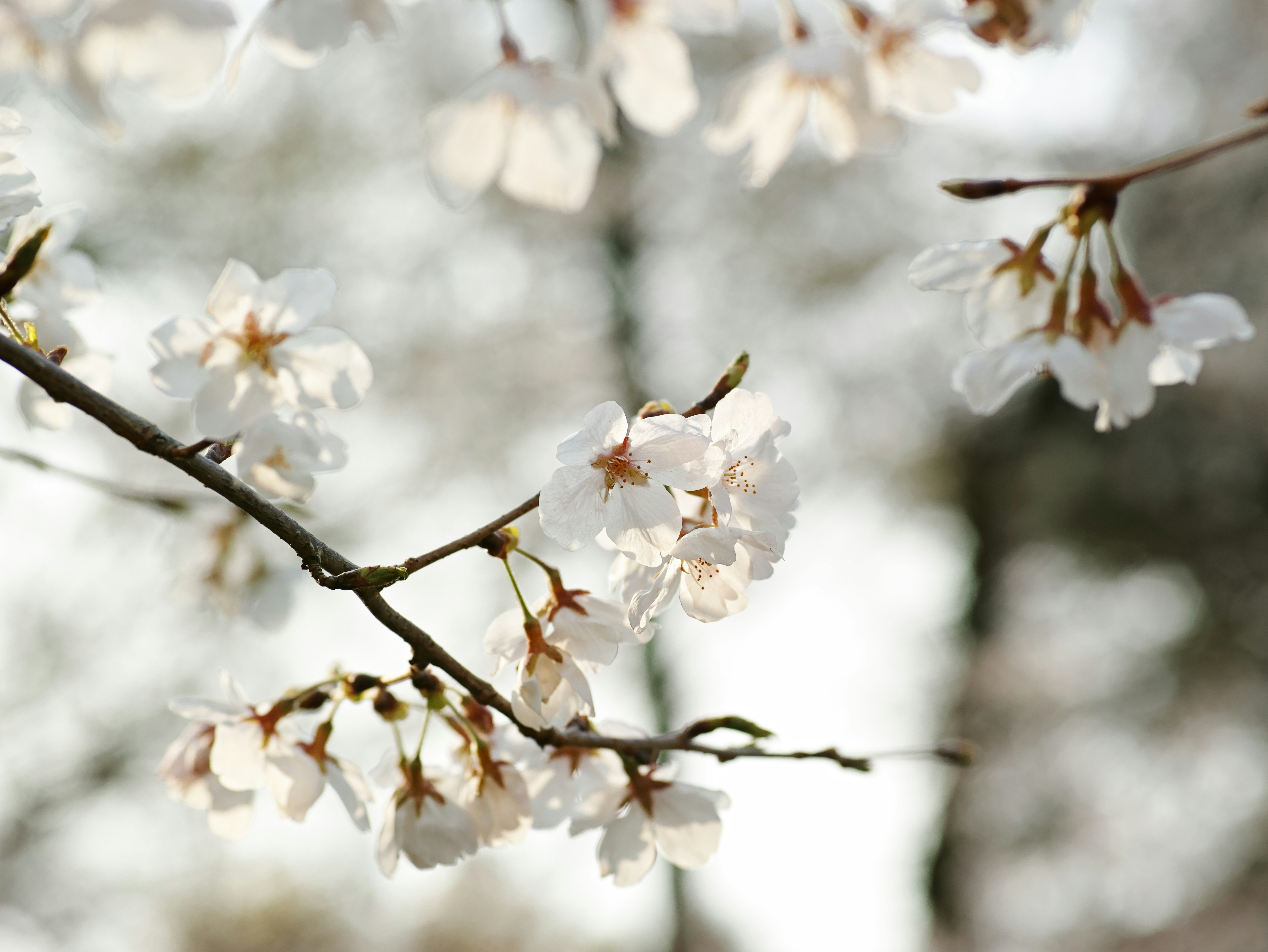 枝に咲く桜の花と春の柔らかな背景