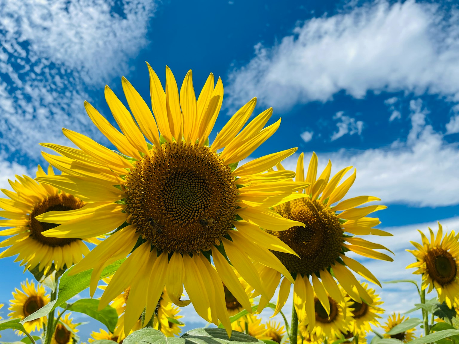 Brillanti girasoli che fioriscono sotto un cielo blu