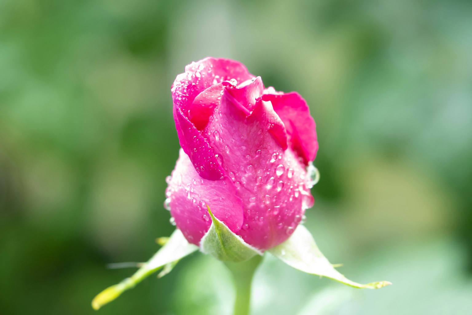 Bocciolo di rosa rosa vivace adornato di gocce d'acqua