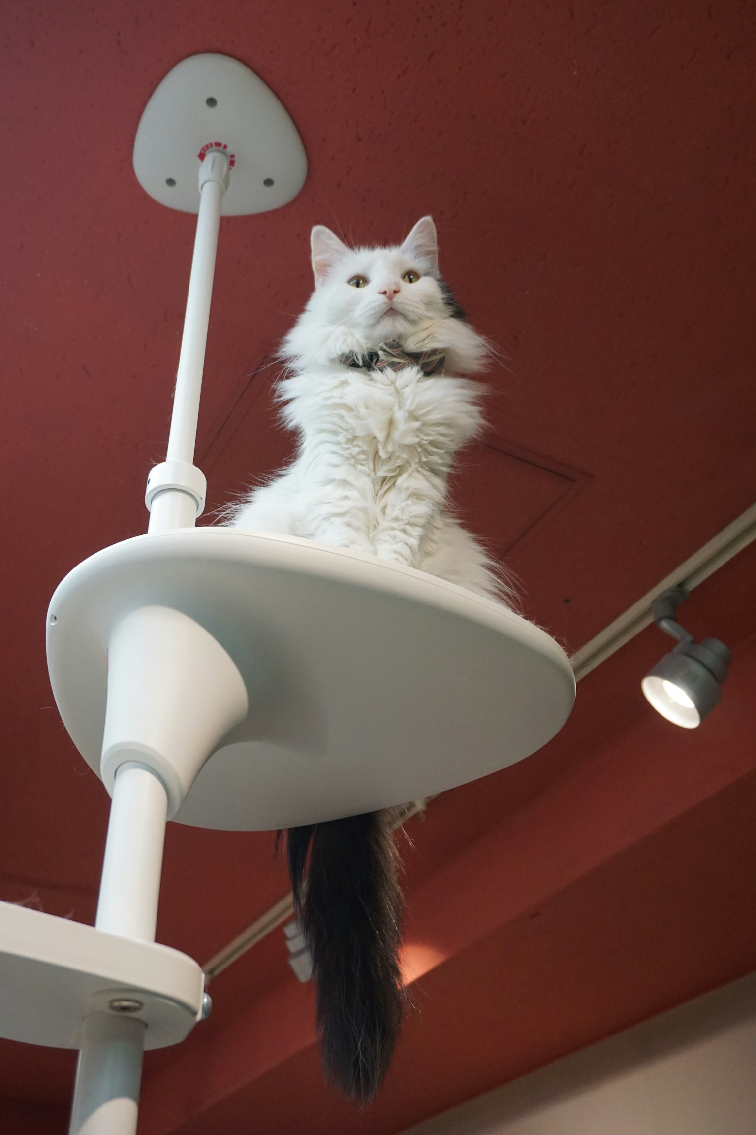 Un gatto bianco seduto su un ripiano alto di un albero per gatti