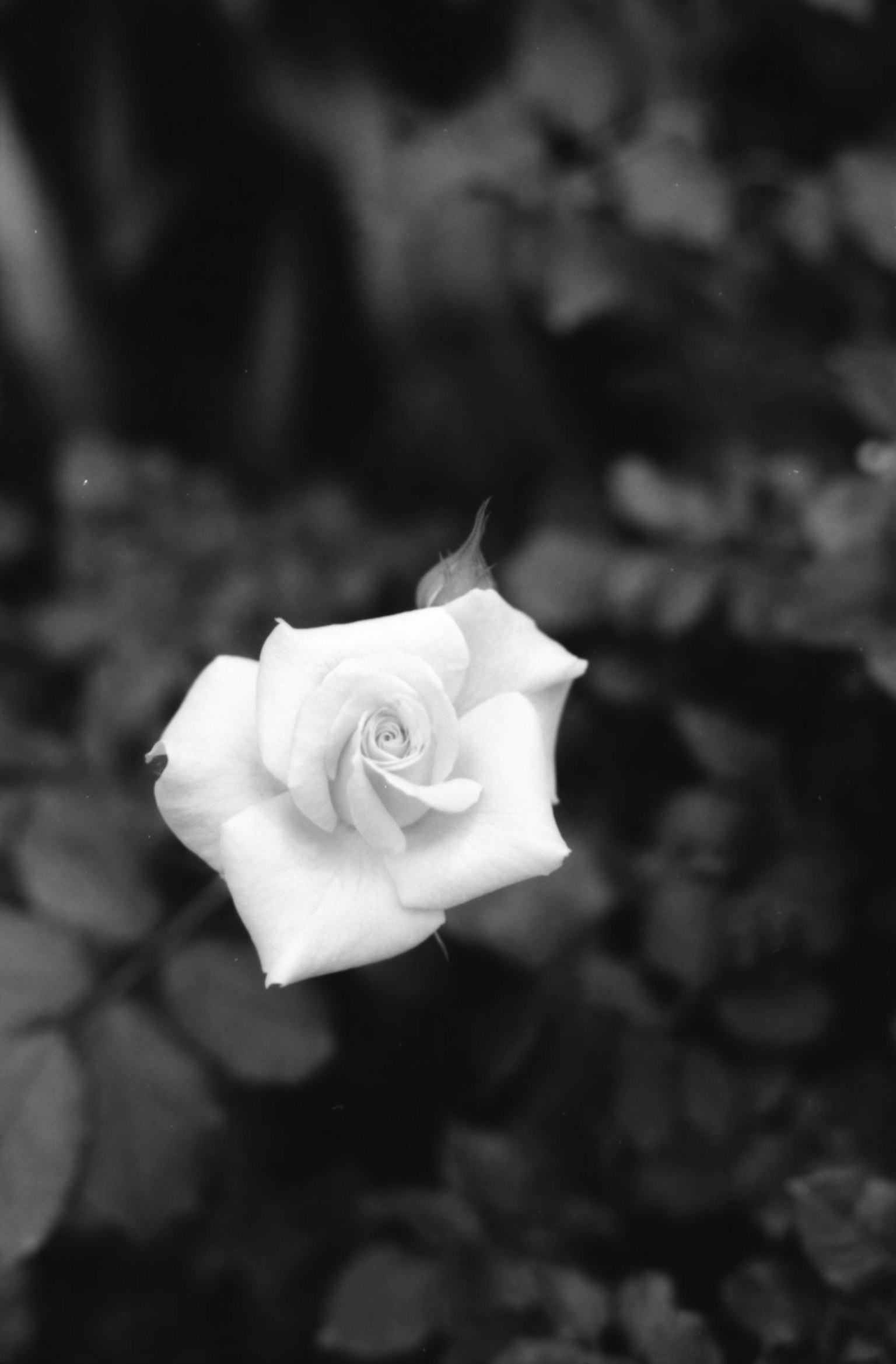 Une rose blanche se détache sur des feuilles vertes foncées dans une photo en noir et blanc