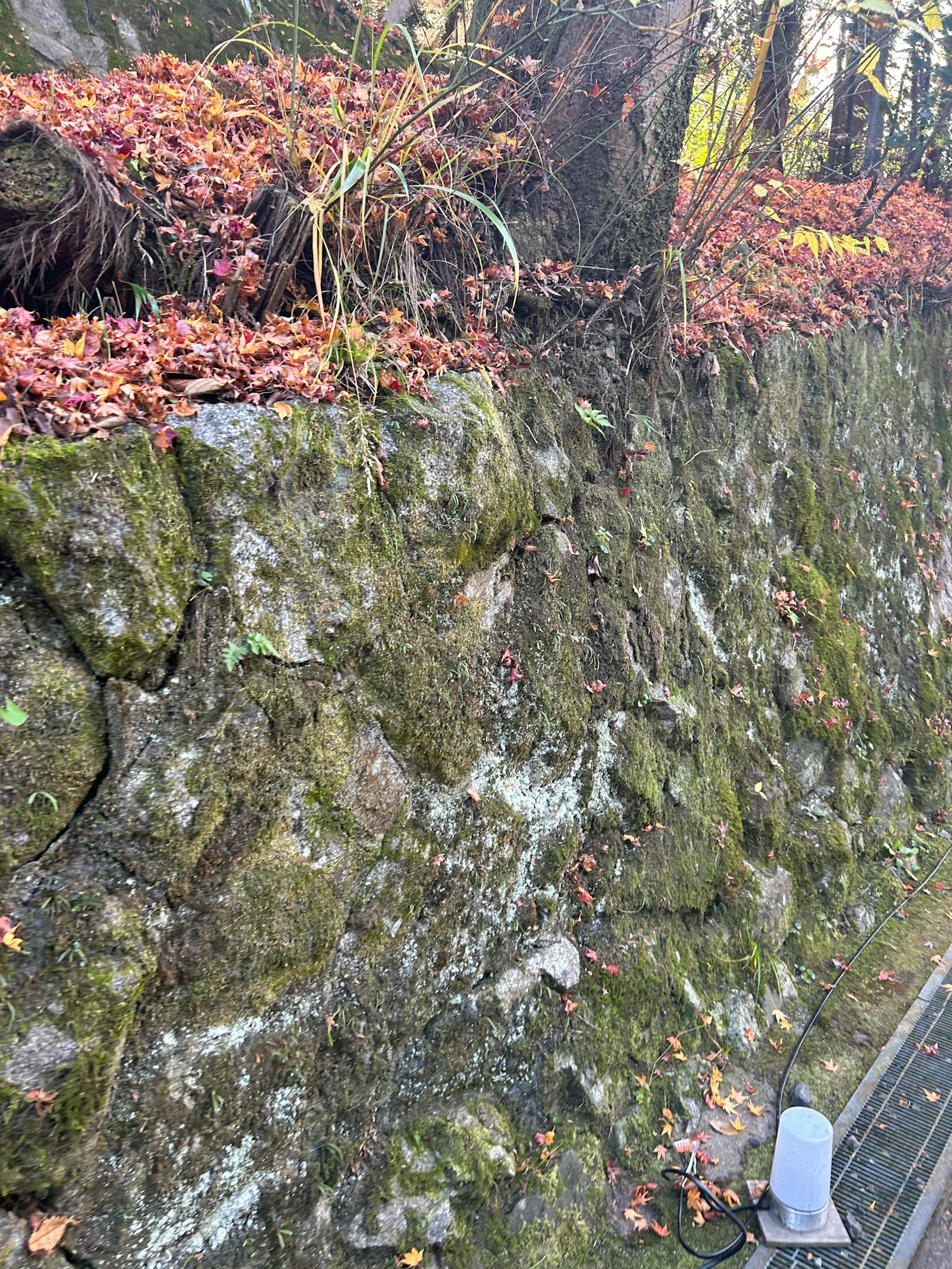 Muro di roccia coperto di muschio con foglie autunnali in un ambiente naturale