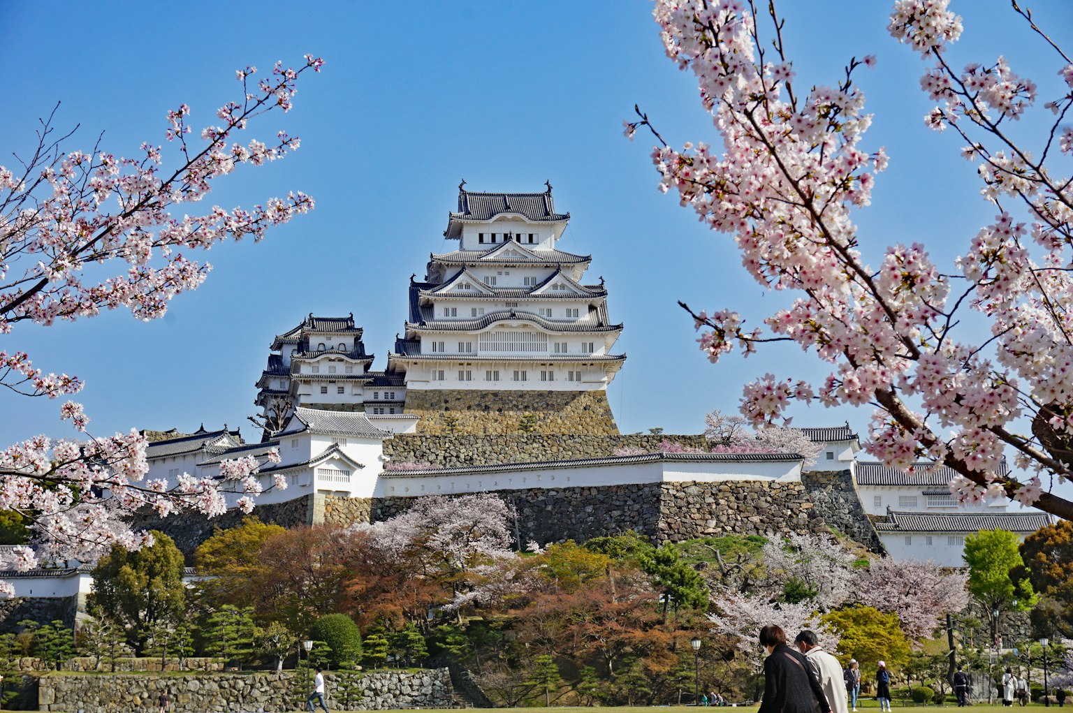 Schöne Aussicht auf das Himeji-Schloss umgeben von Kirschblüten