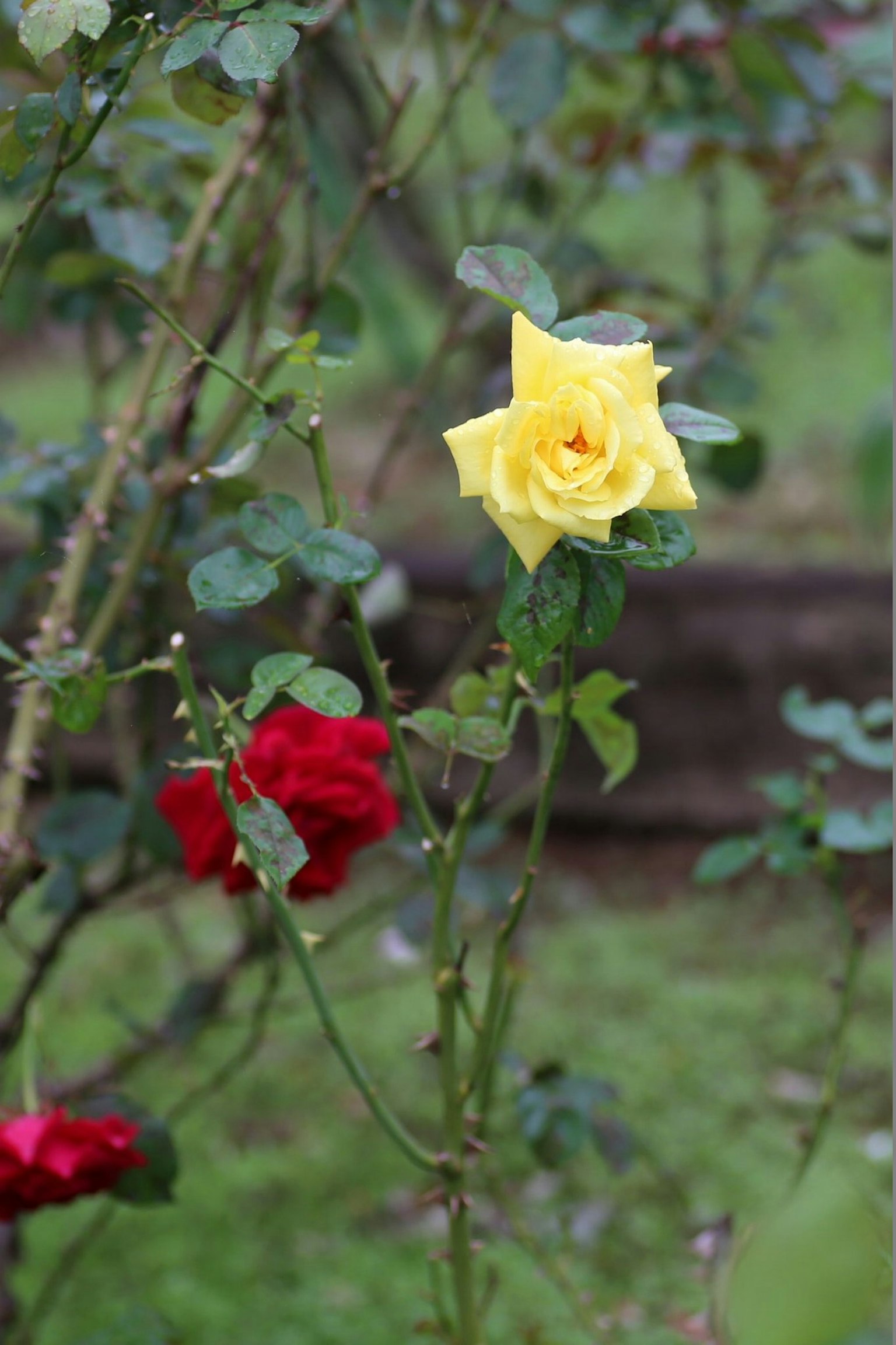 Una rosa gialla e rose rosse che fioriscono in un giardino