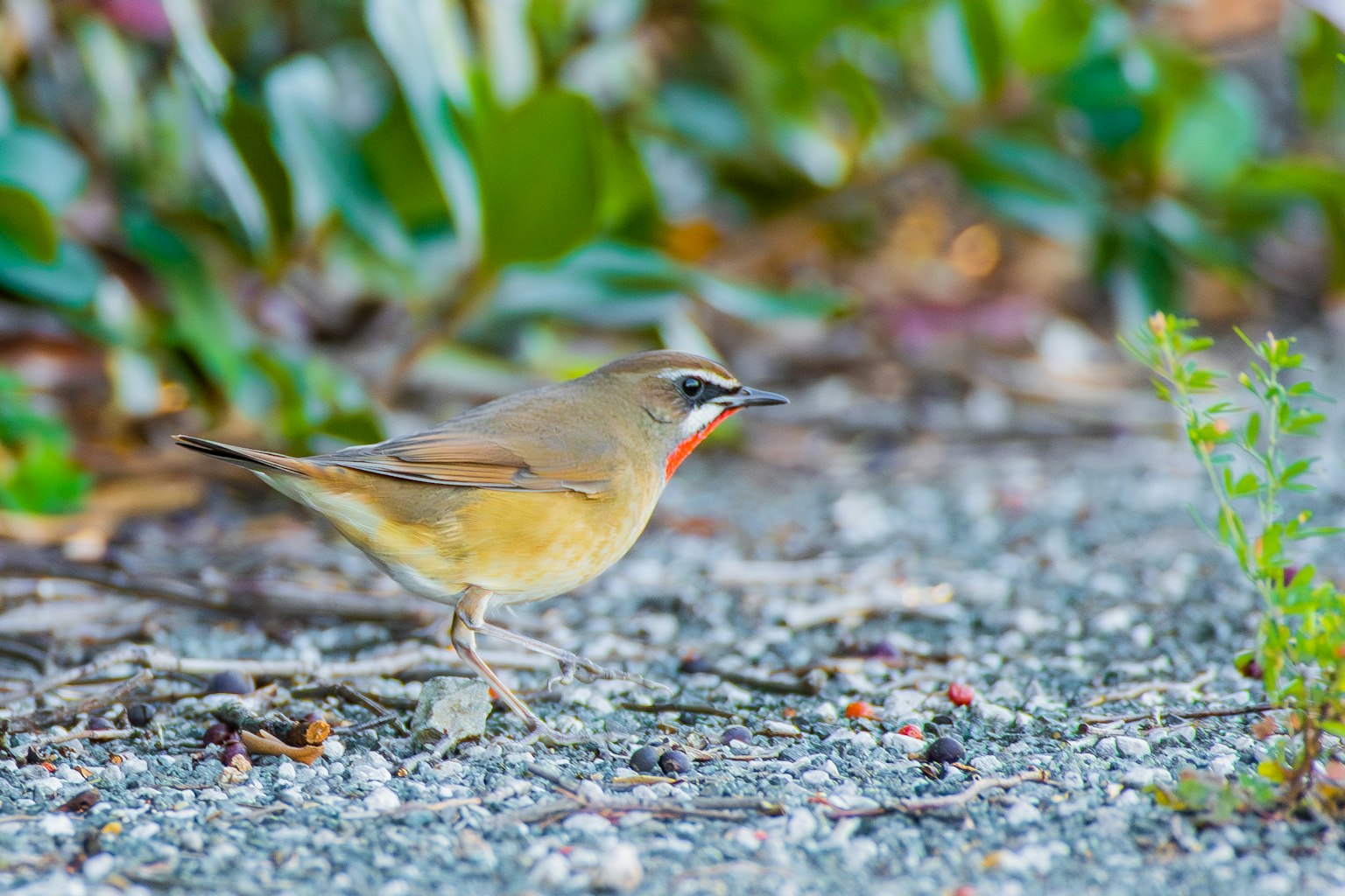 Pequeño pájaro de pie en el suelo con un fondo verde y grava fina