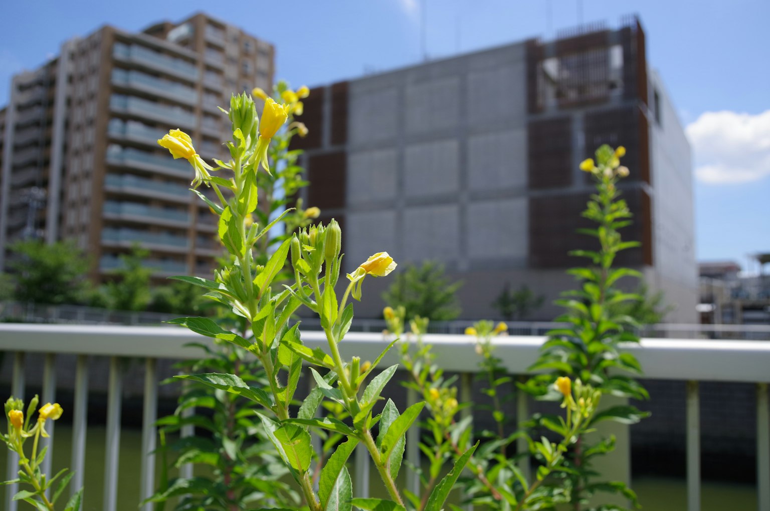 Grüne Pflanzen mit gelben Blumen im Vordergrund und ein im Bau befindliches Gebäude im Hintergrund