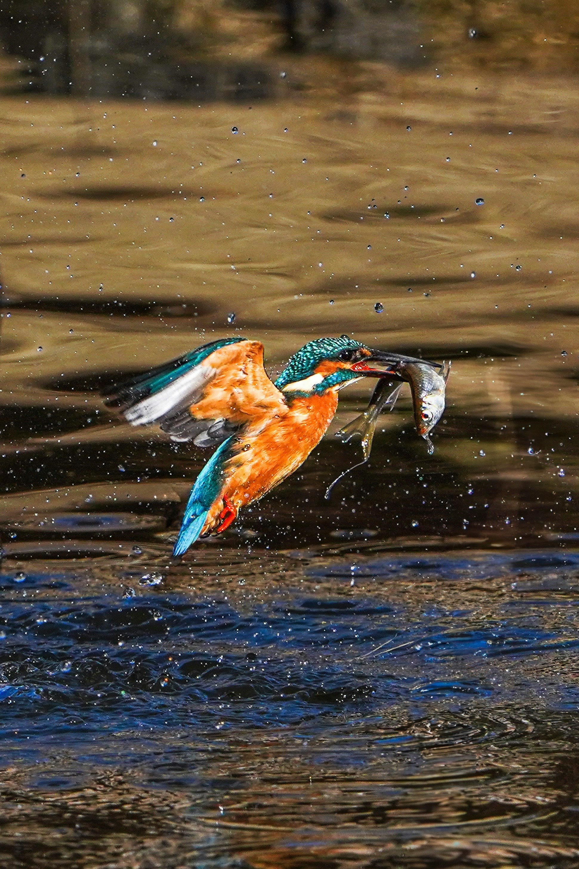 kingfisher diving into the water with splashing droplets