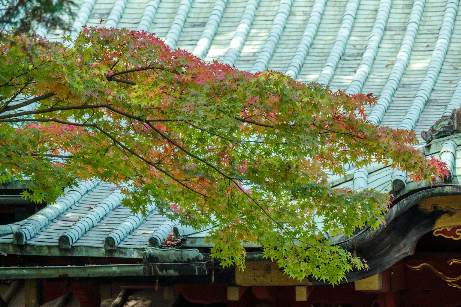 Arbre avec des feuilles rouges et vertes près d'un toit traditionnel