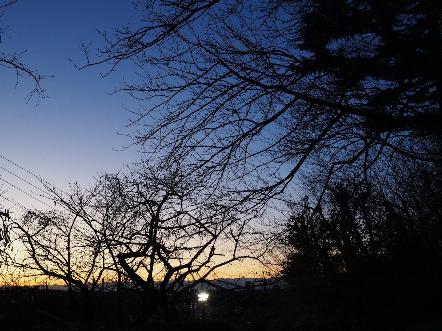Silhouette of trees against a twilight sky