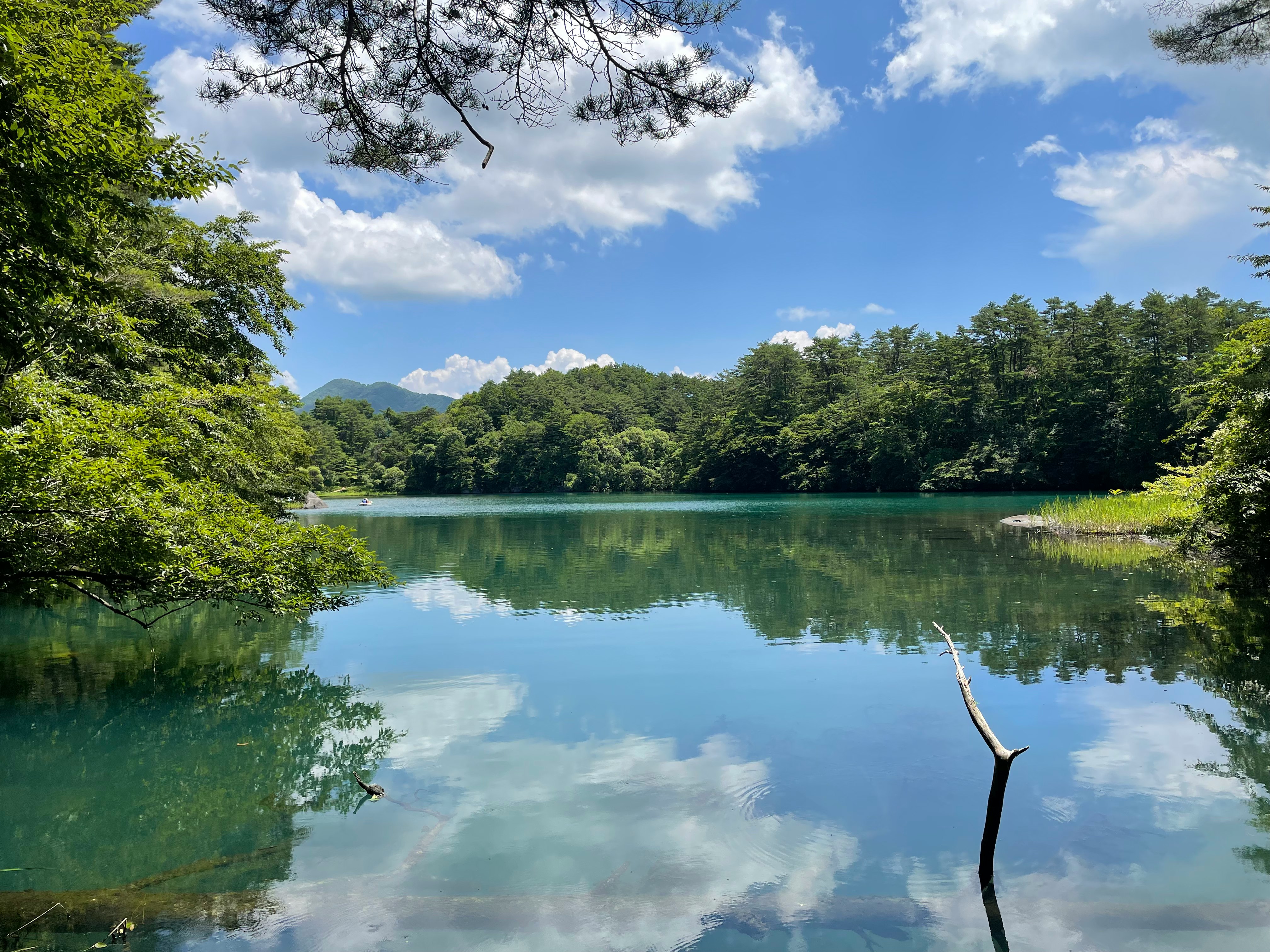 緑の森に囲まれた静かな湖面と青空の風景