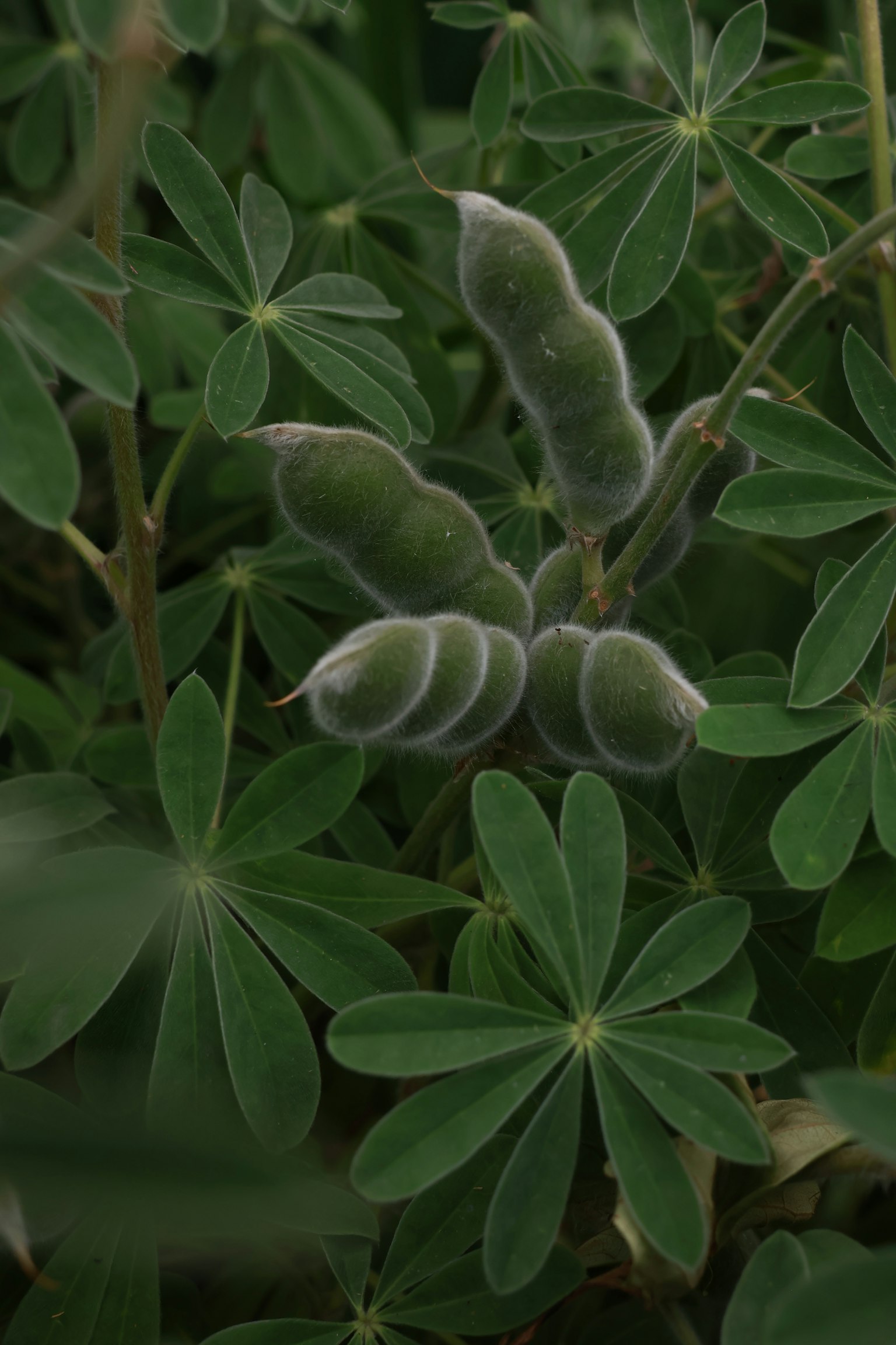 Baccelli di lupino tra foglie verdi