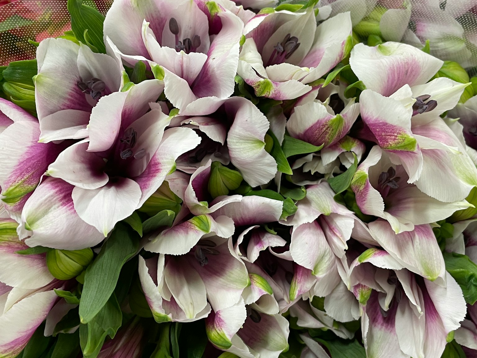 Un beau bouquet de fleurs blanches et violettes densément emballées