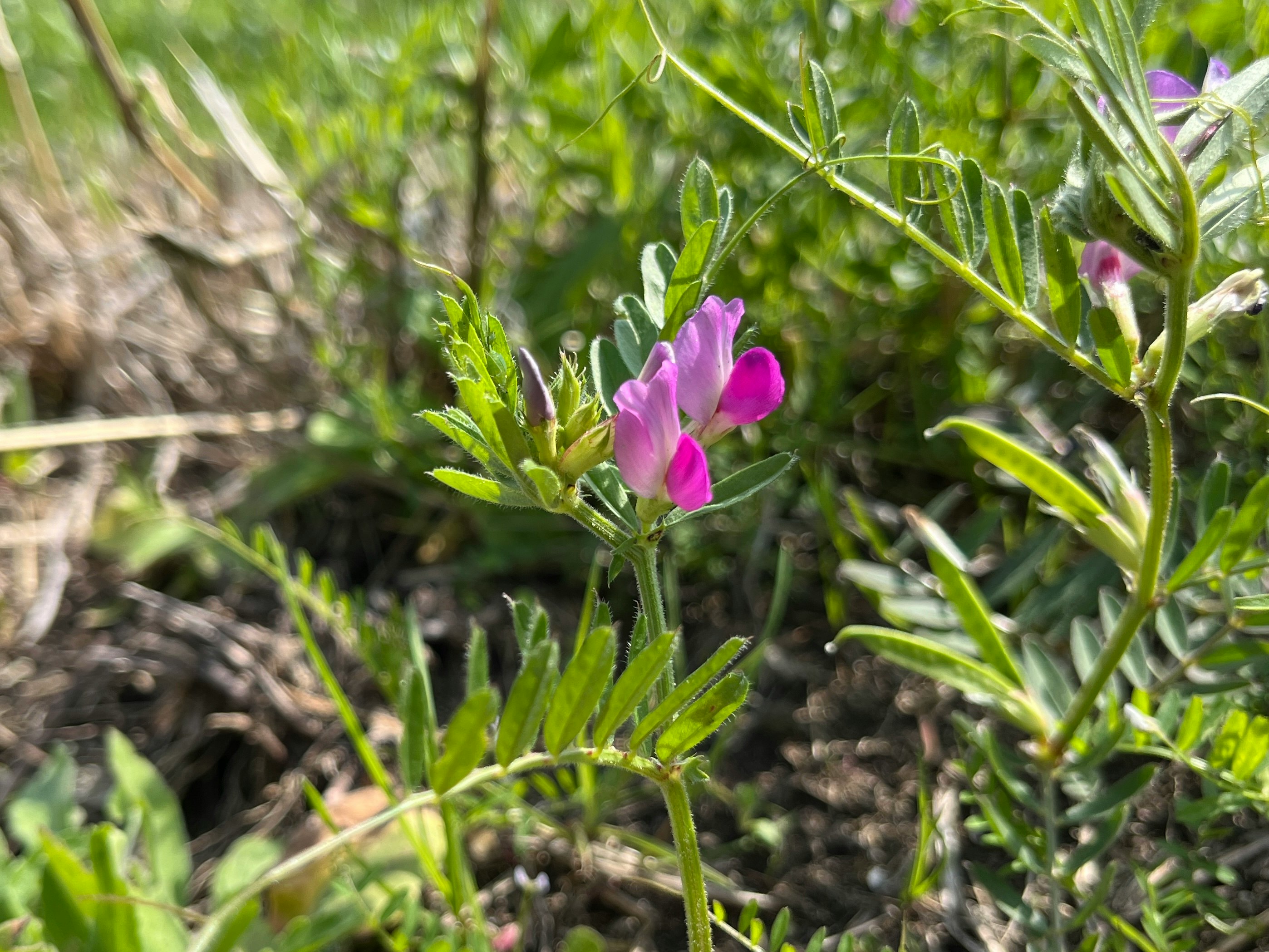 野原の土手で咲くピンクの花と若い葉の群生