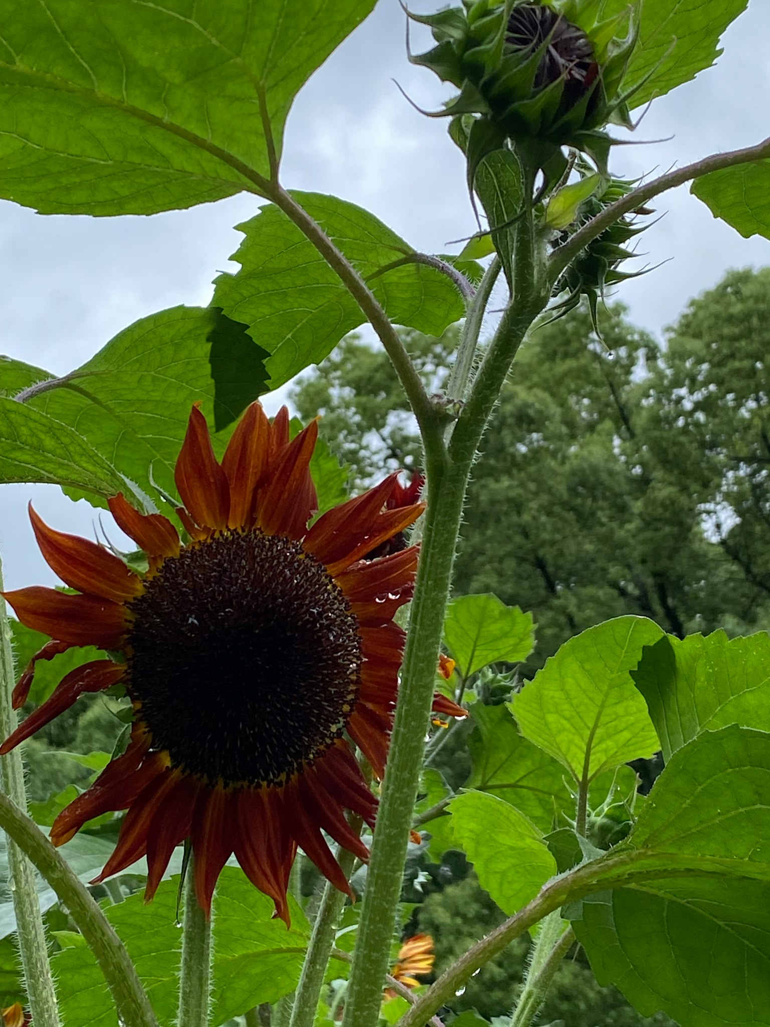 Image featuring a red sunflower with lush green leaves and a budding flower
