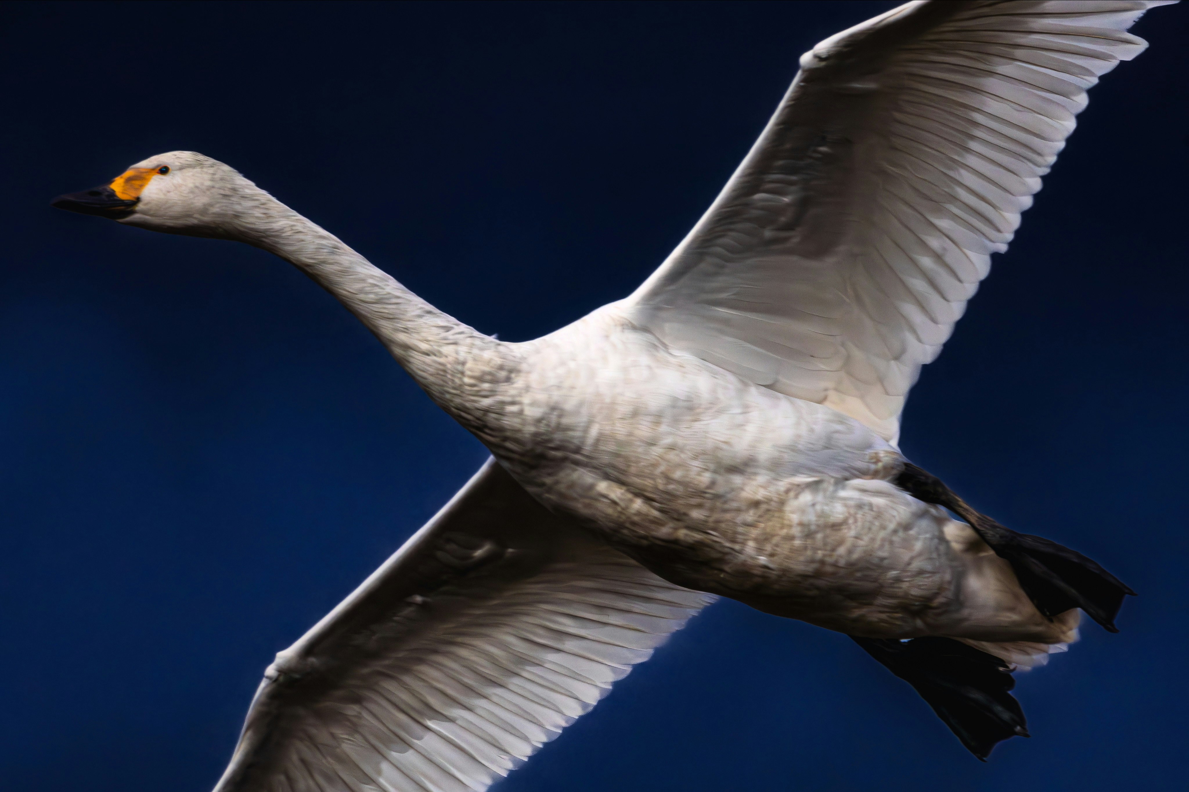 飛翔する白鳥と暗雲を越える野鳥のシルエット