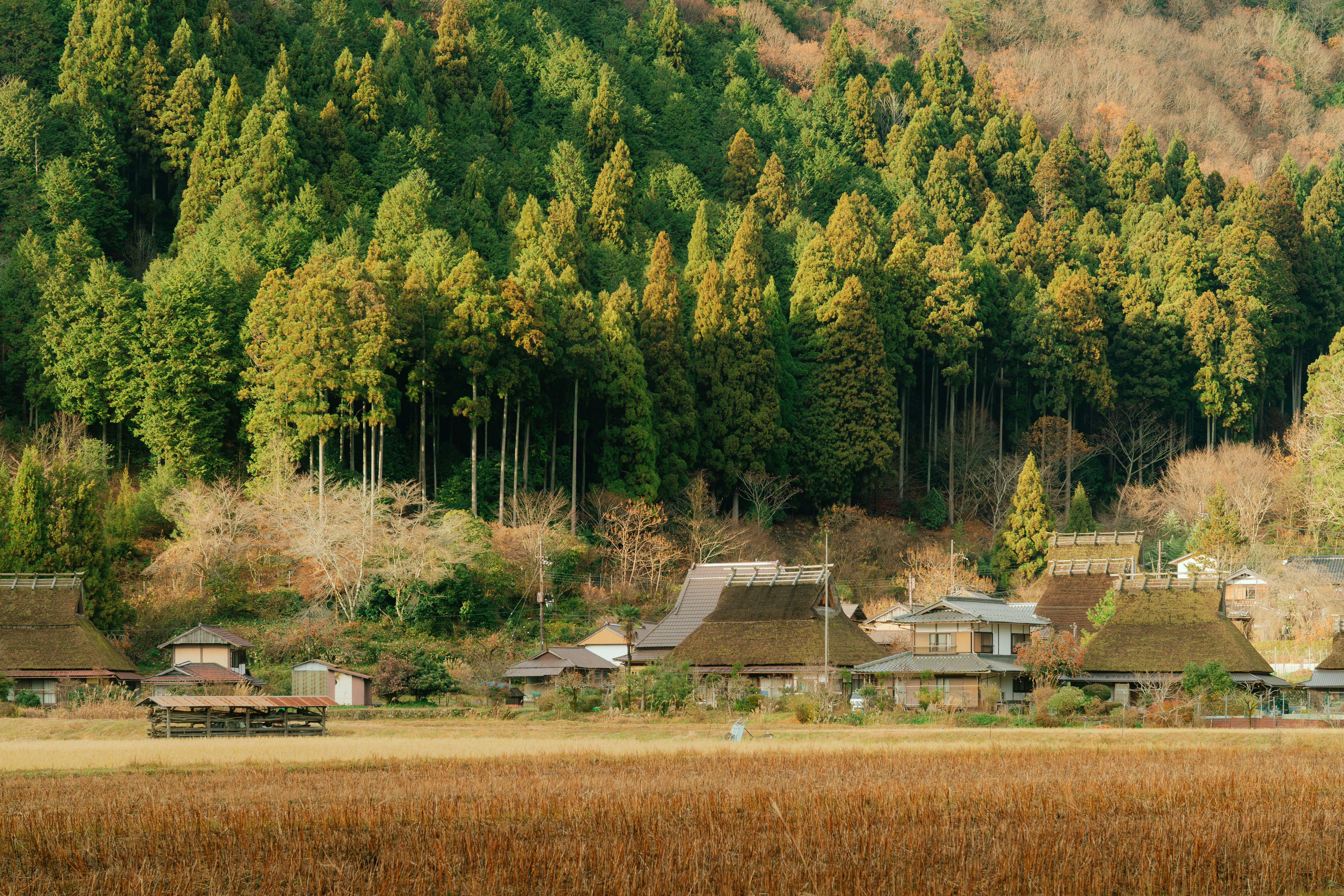 畑の手前に集落と森が広がる田園風景