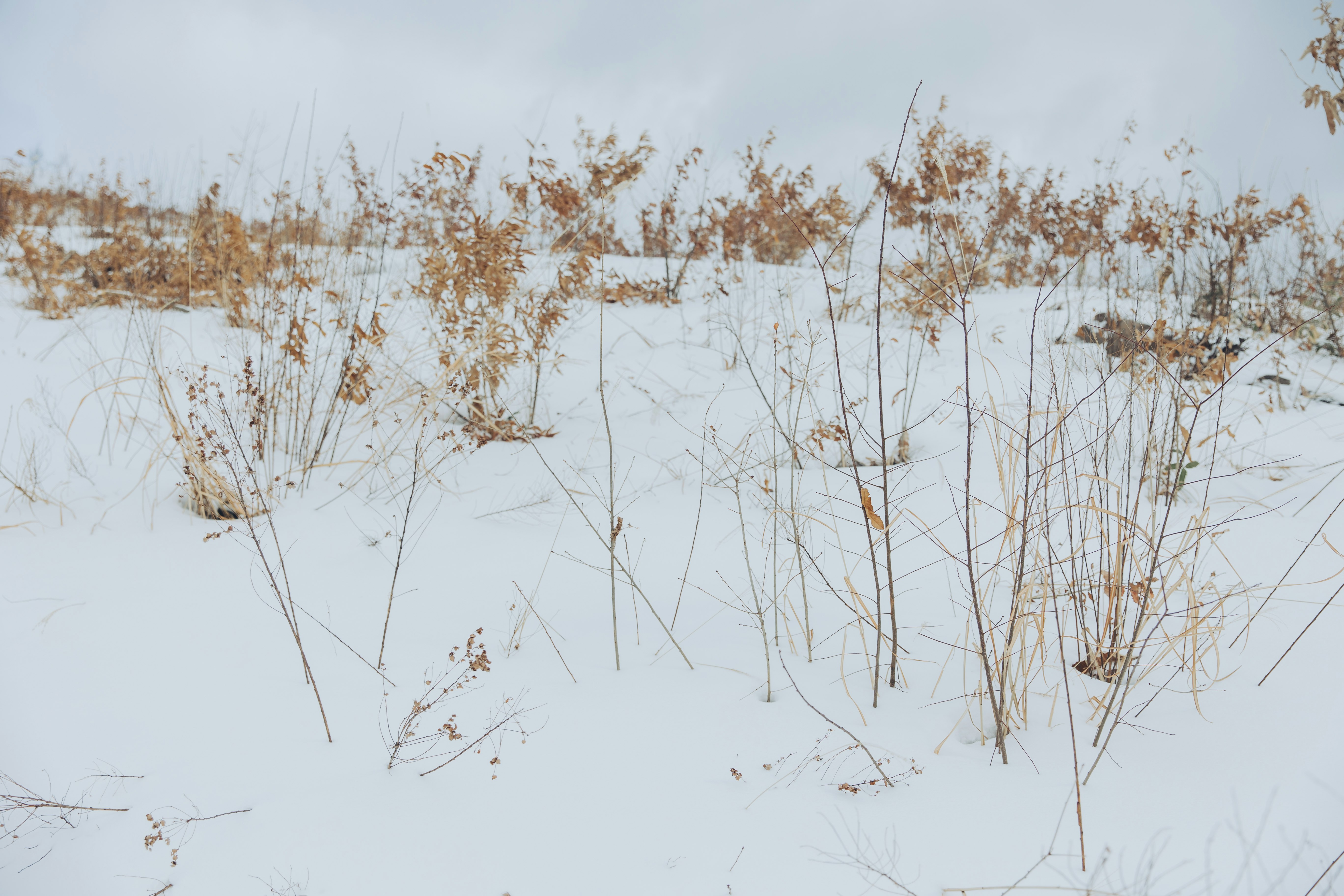 雪原に広がる枯れ草の群生