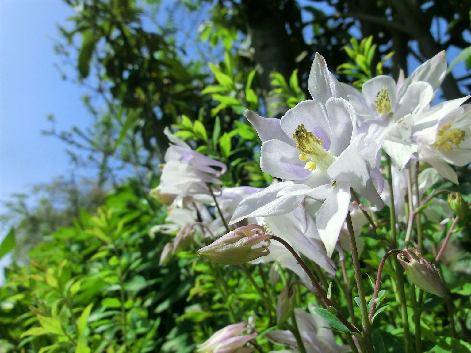 Fleurs blanches en fleurs sous un ciel bleu avec un feuillage vert