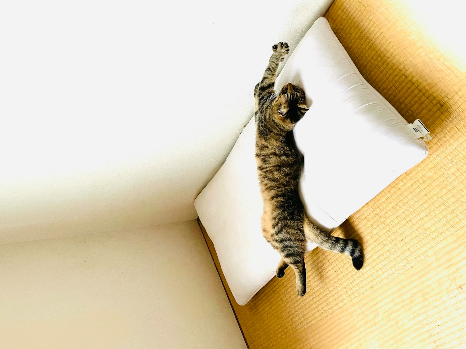 Un gato atigrado estirándose sobre dos almohadas blancas