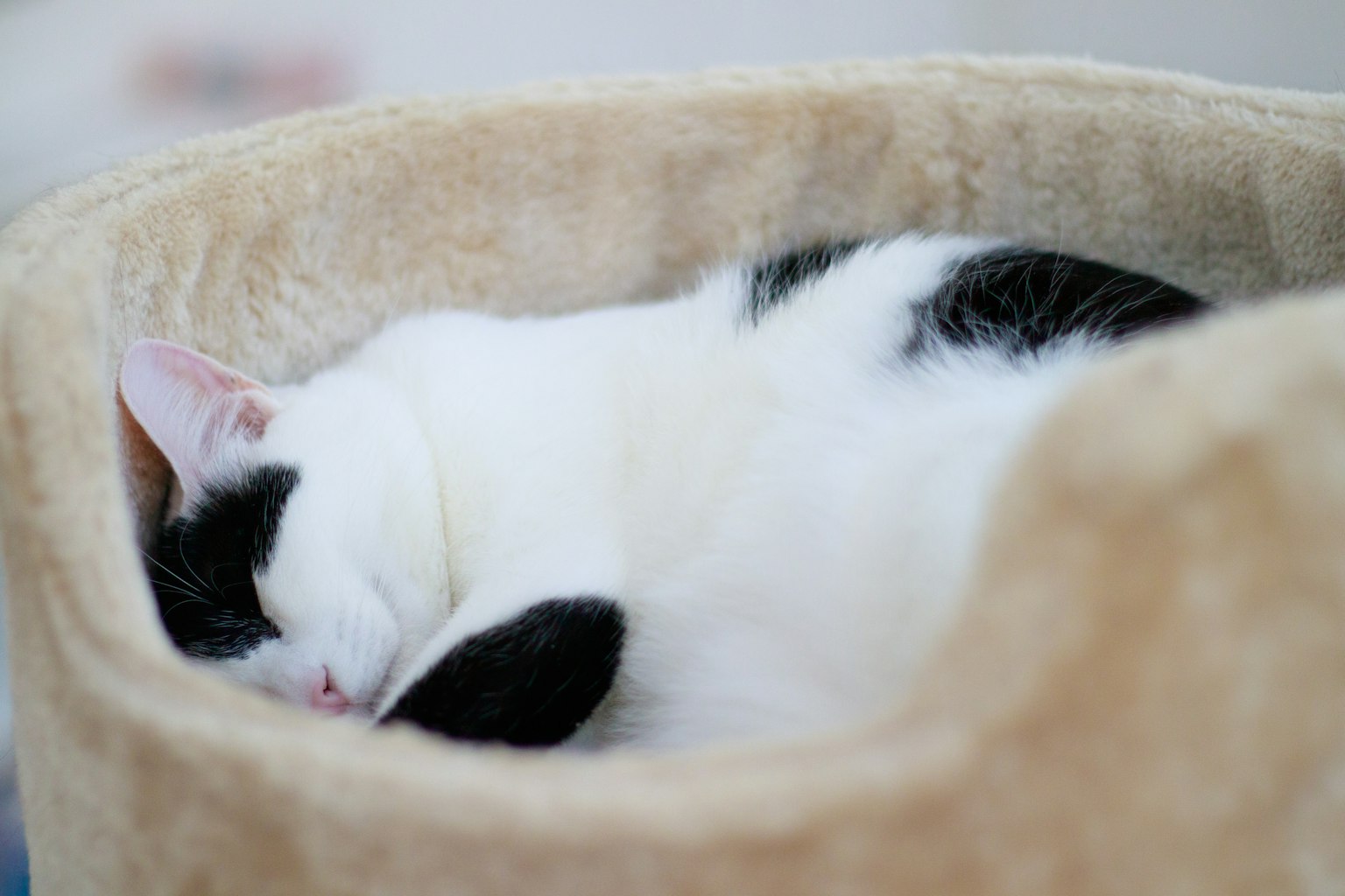 Eine schwarz-weiße Katze schläft in einem gemütlichen Bett